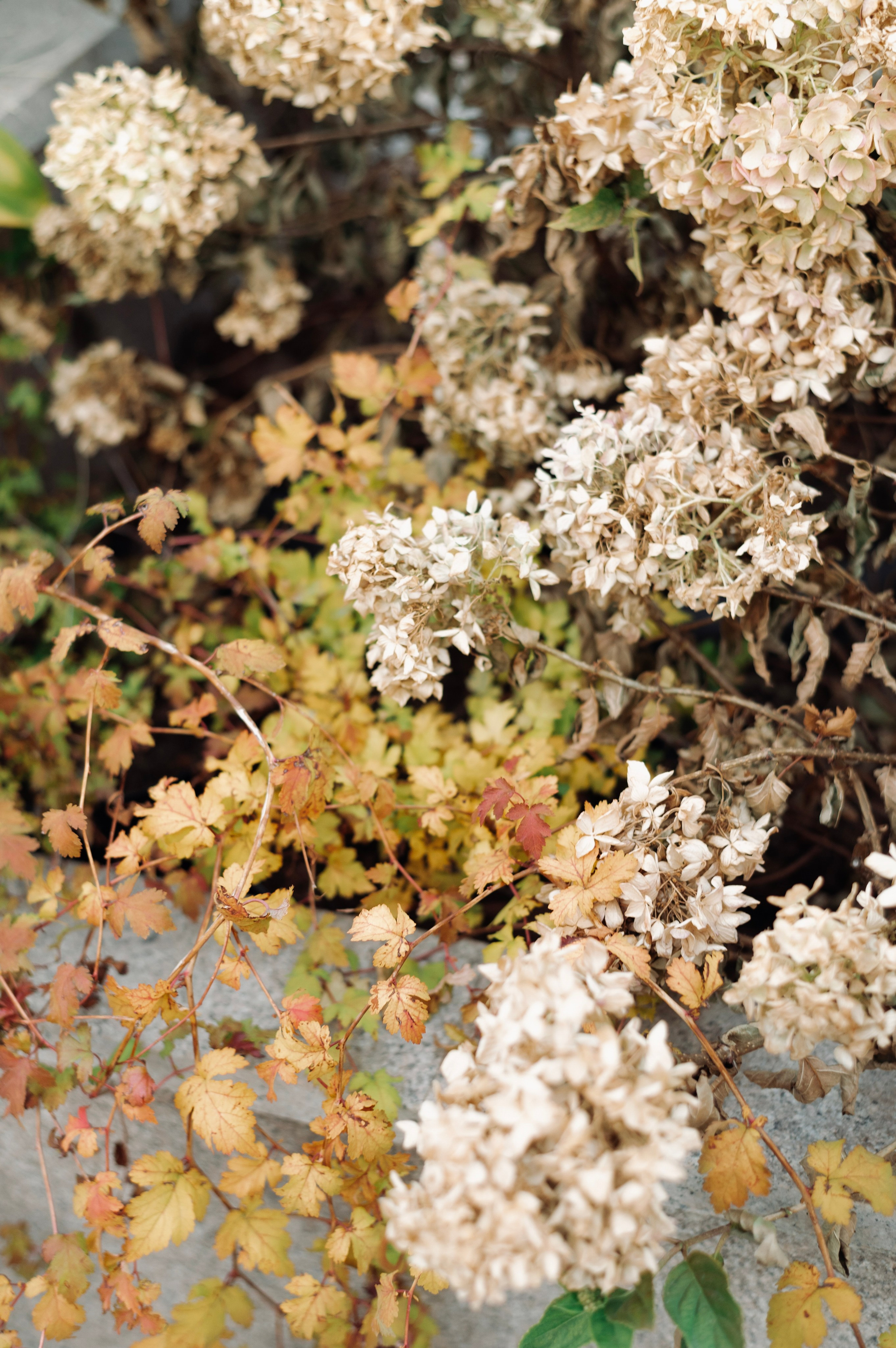 Яна. Главная