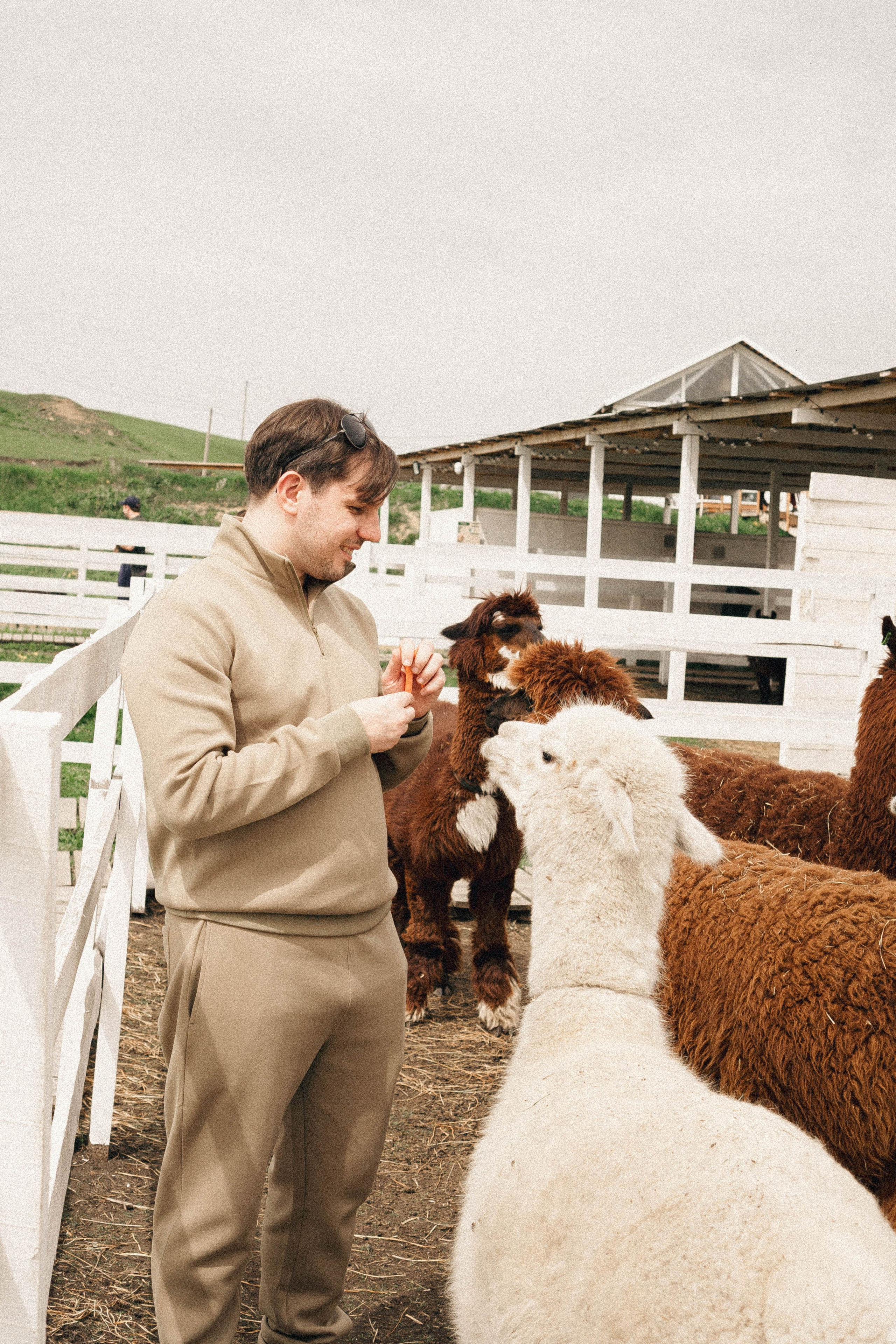 Ферма Альпак. Профессиональный фотограф, Санкт-Петербург — Виктория Богомолова