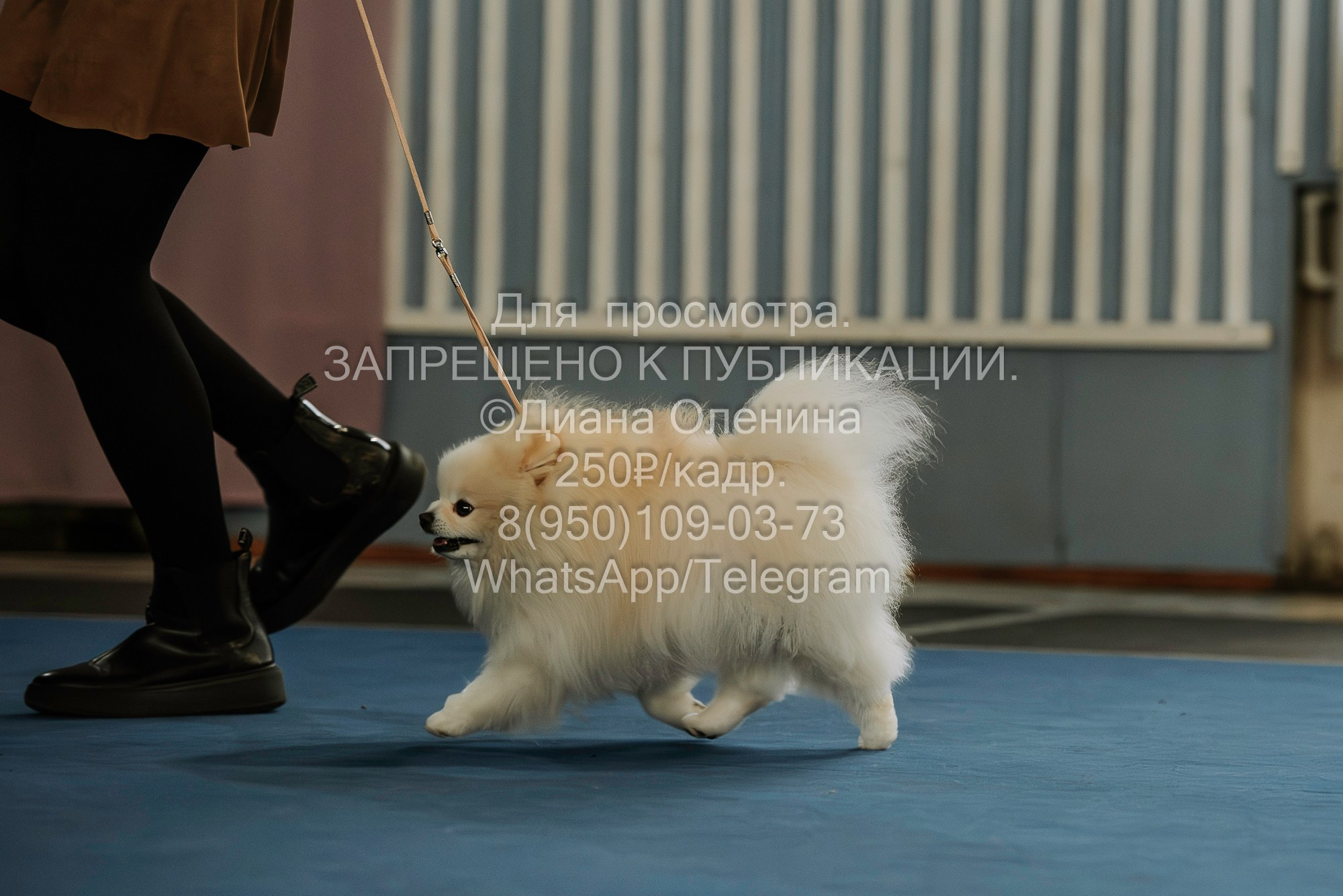 Выставка собак Красноярск 29.10.2023. Фотограф Диана Оленина Красноярск / Братск