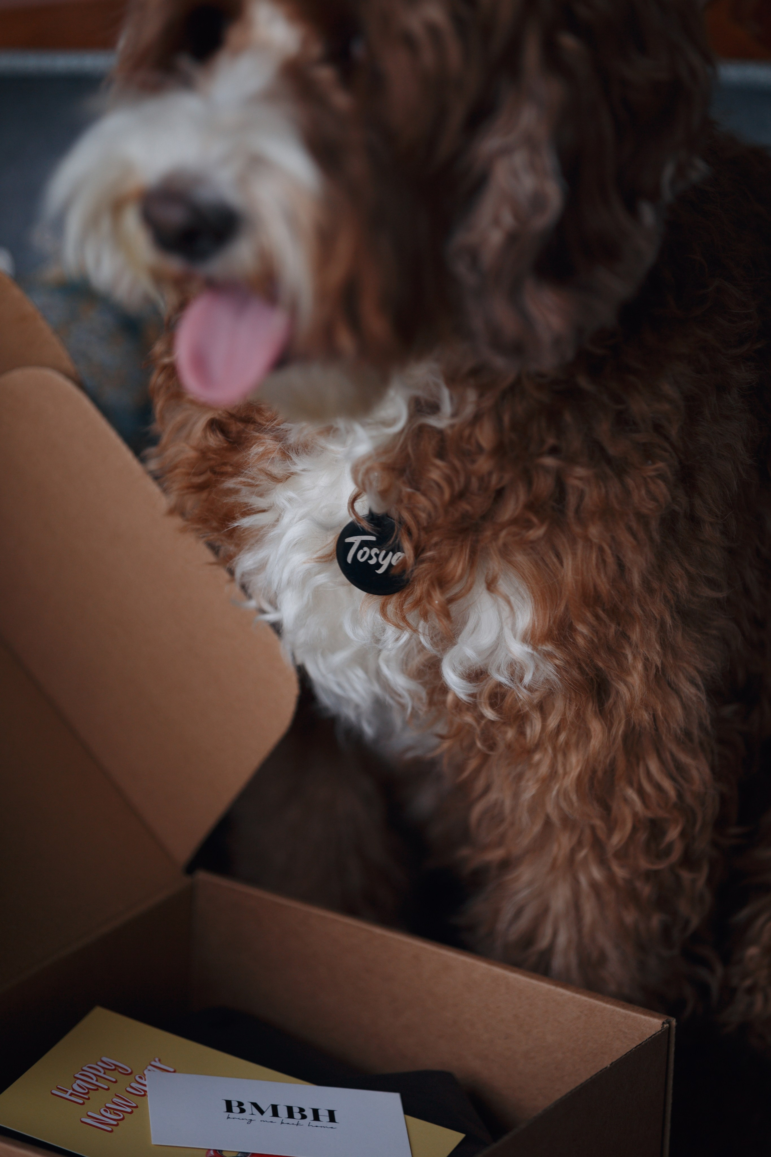 Bmbh лежанки и адресники. Фотограф анималист Кристина Карпова, Москва