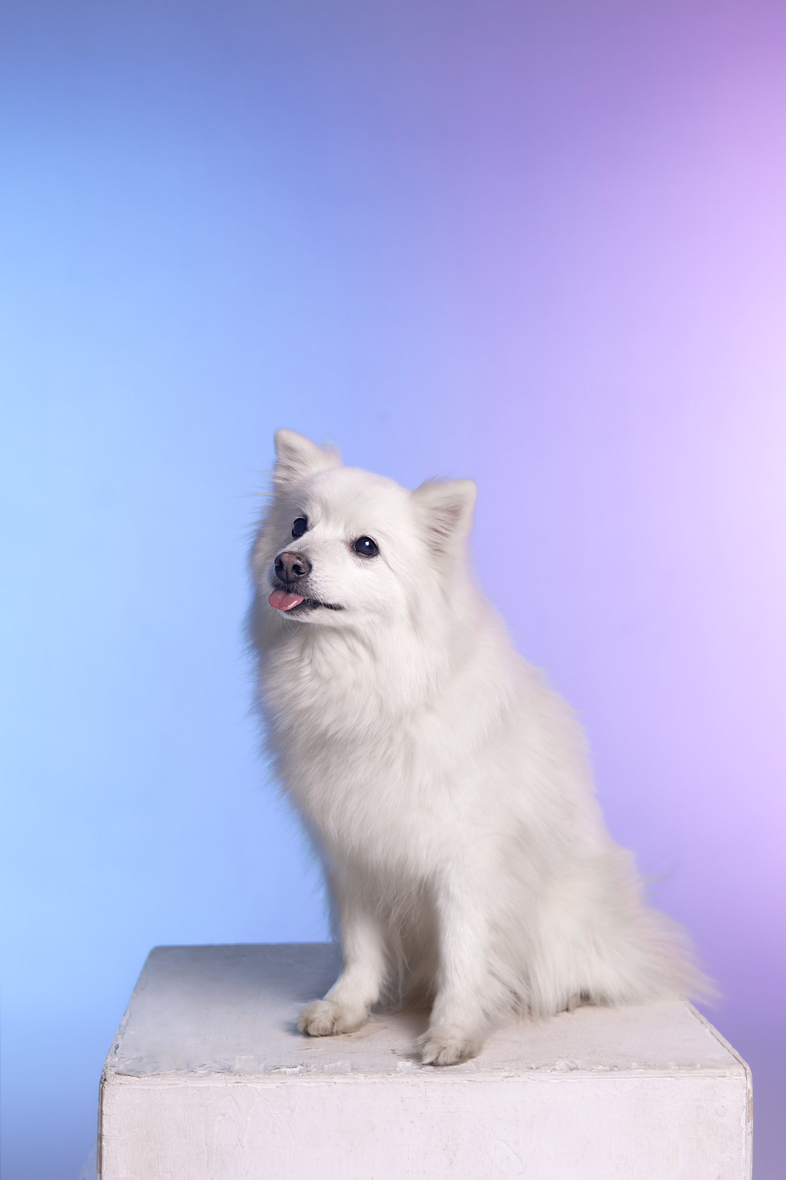 Неон. Фотограф анималист Кристина Карпова, Москва