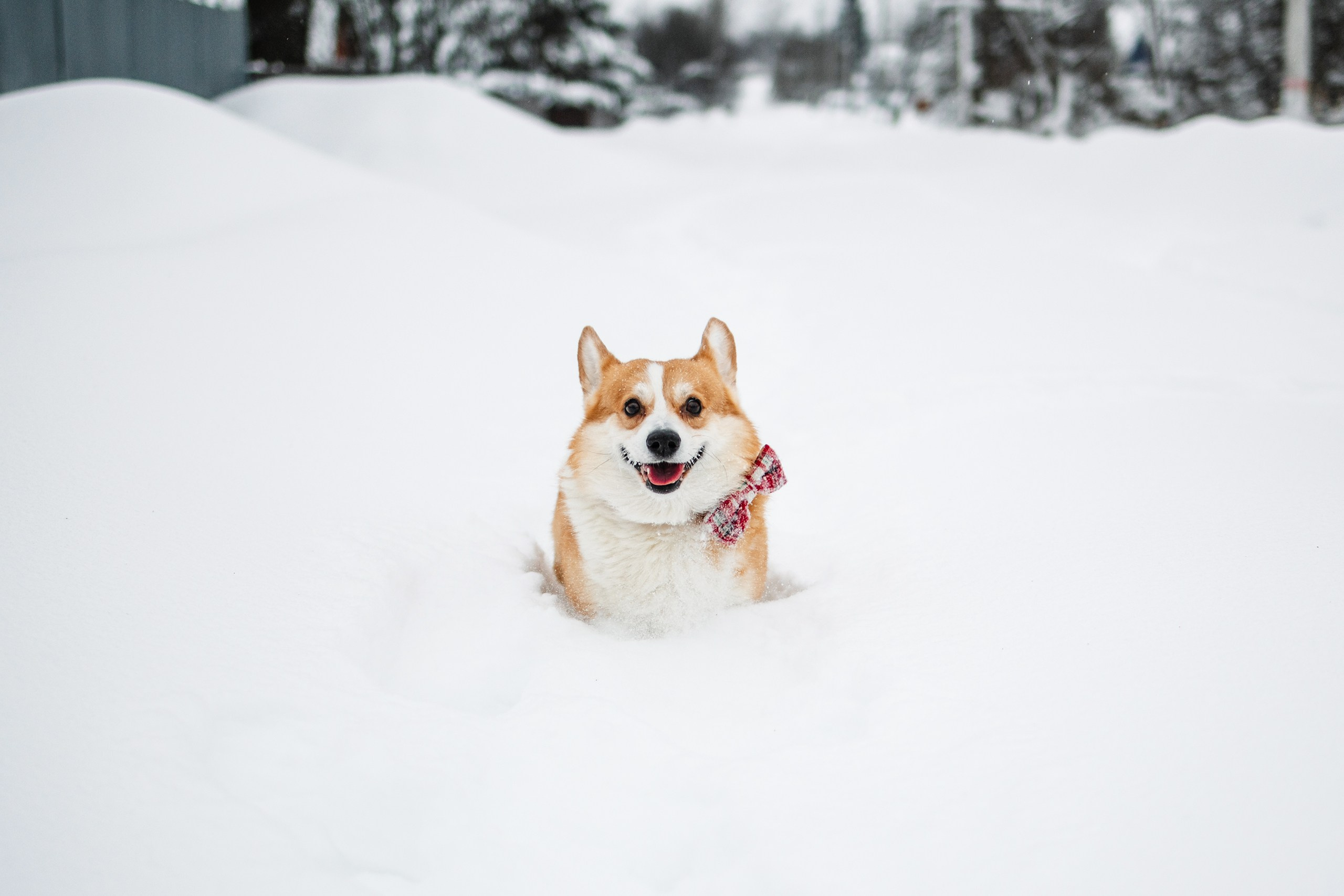 Бернард | Прогулка в снегу. Уютный фотограф в Москве Елена Бенчи