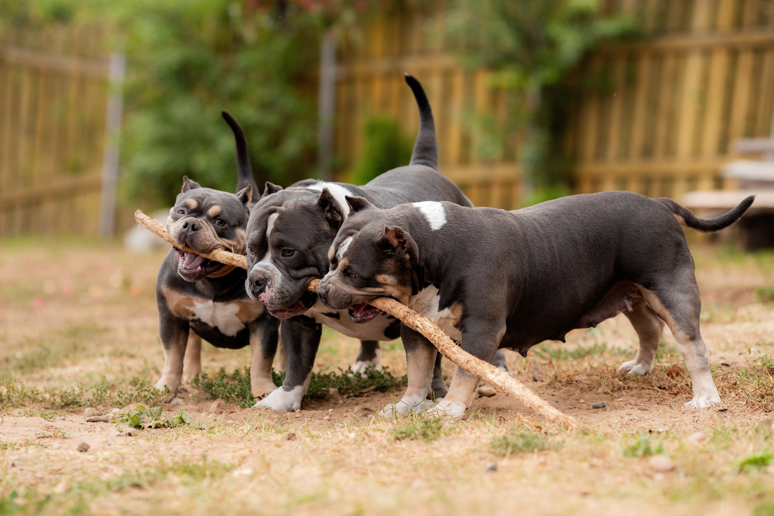Наталья и булли. Фотограф Анималист в Перми Анастасия Остерман