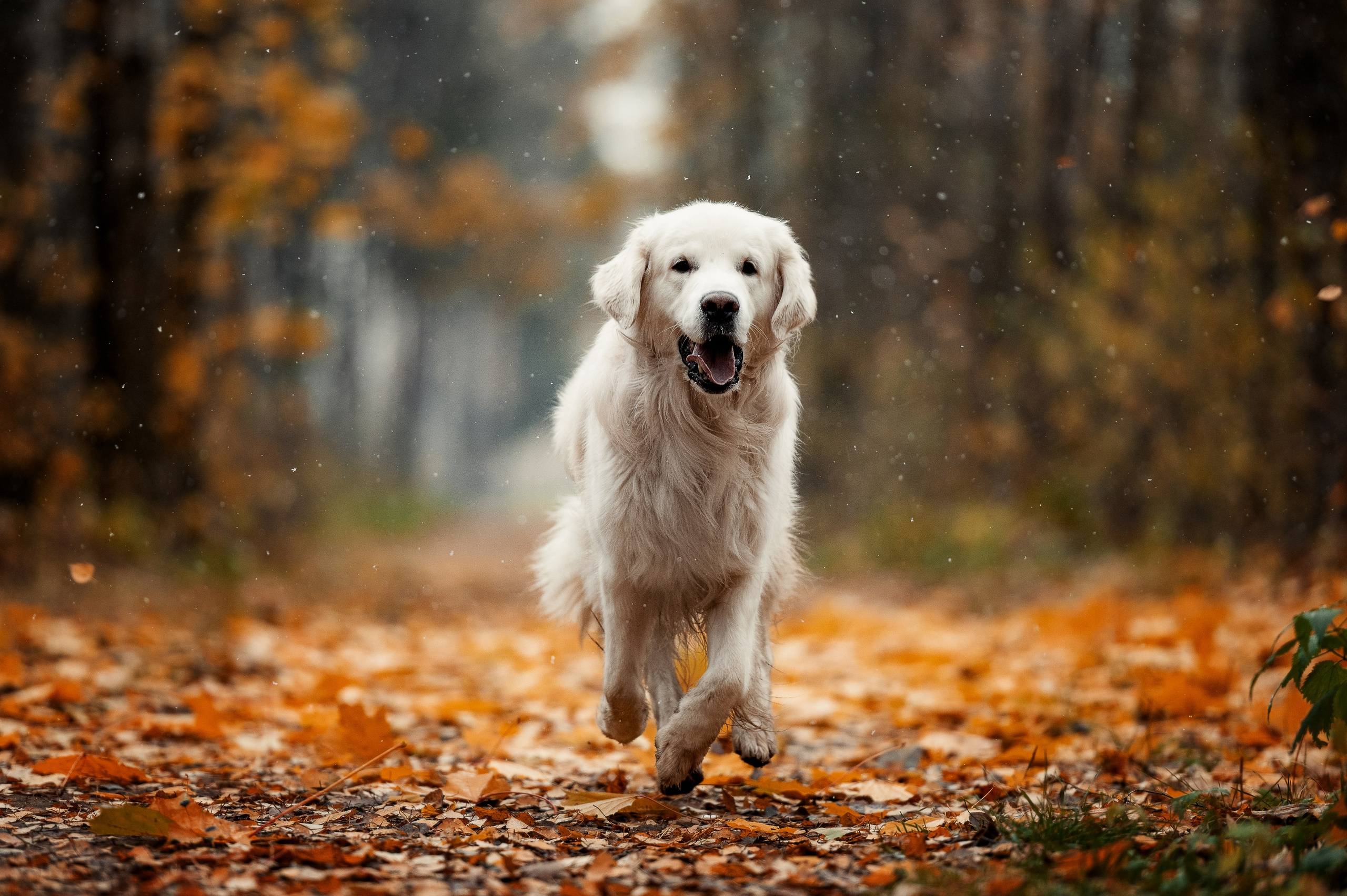 Айс и золотая осень. Фотограф-анималист
