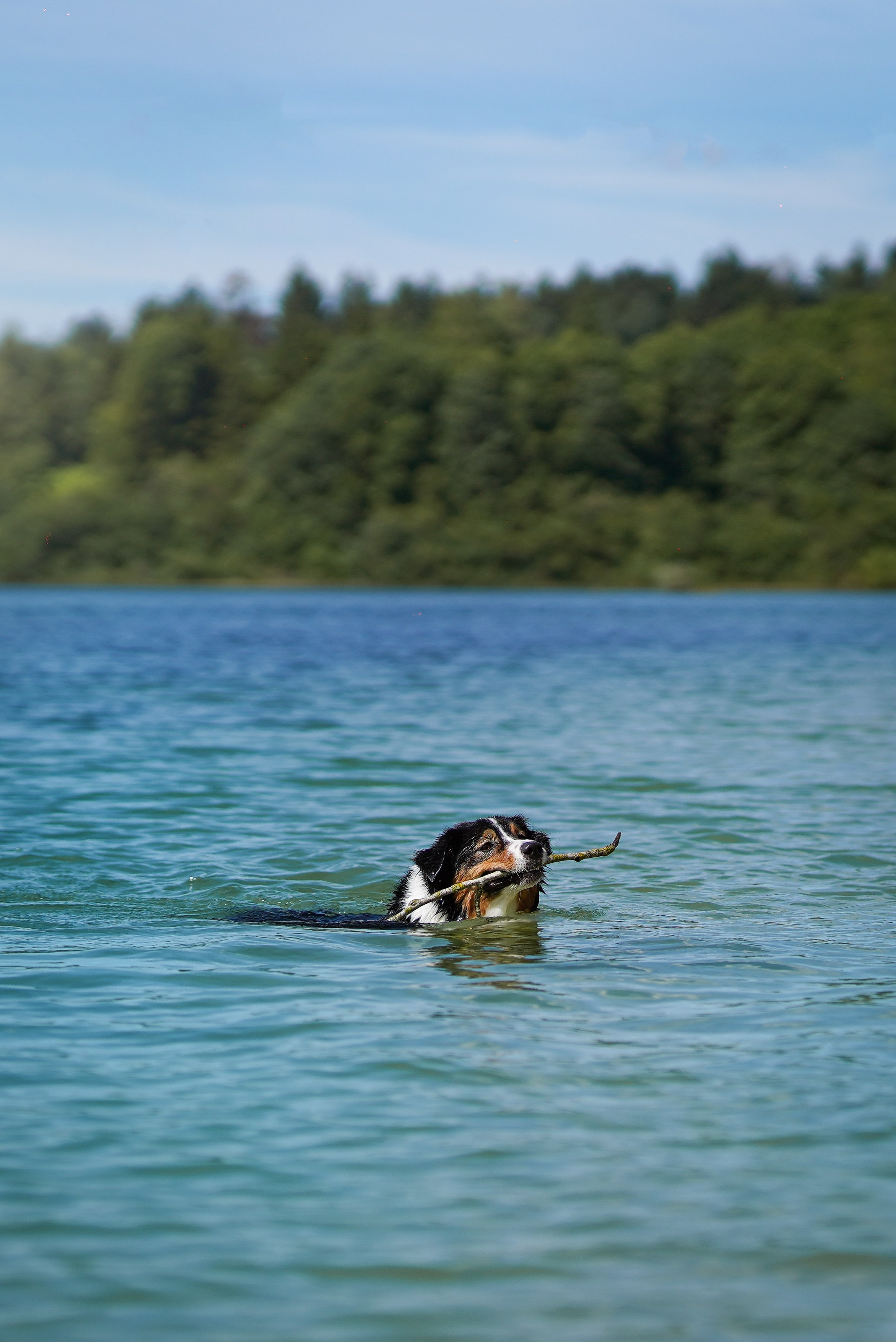 Аусси на карьерах. Фотограф-анималист в Санкт-Петербурге Яна Мартынова