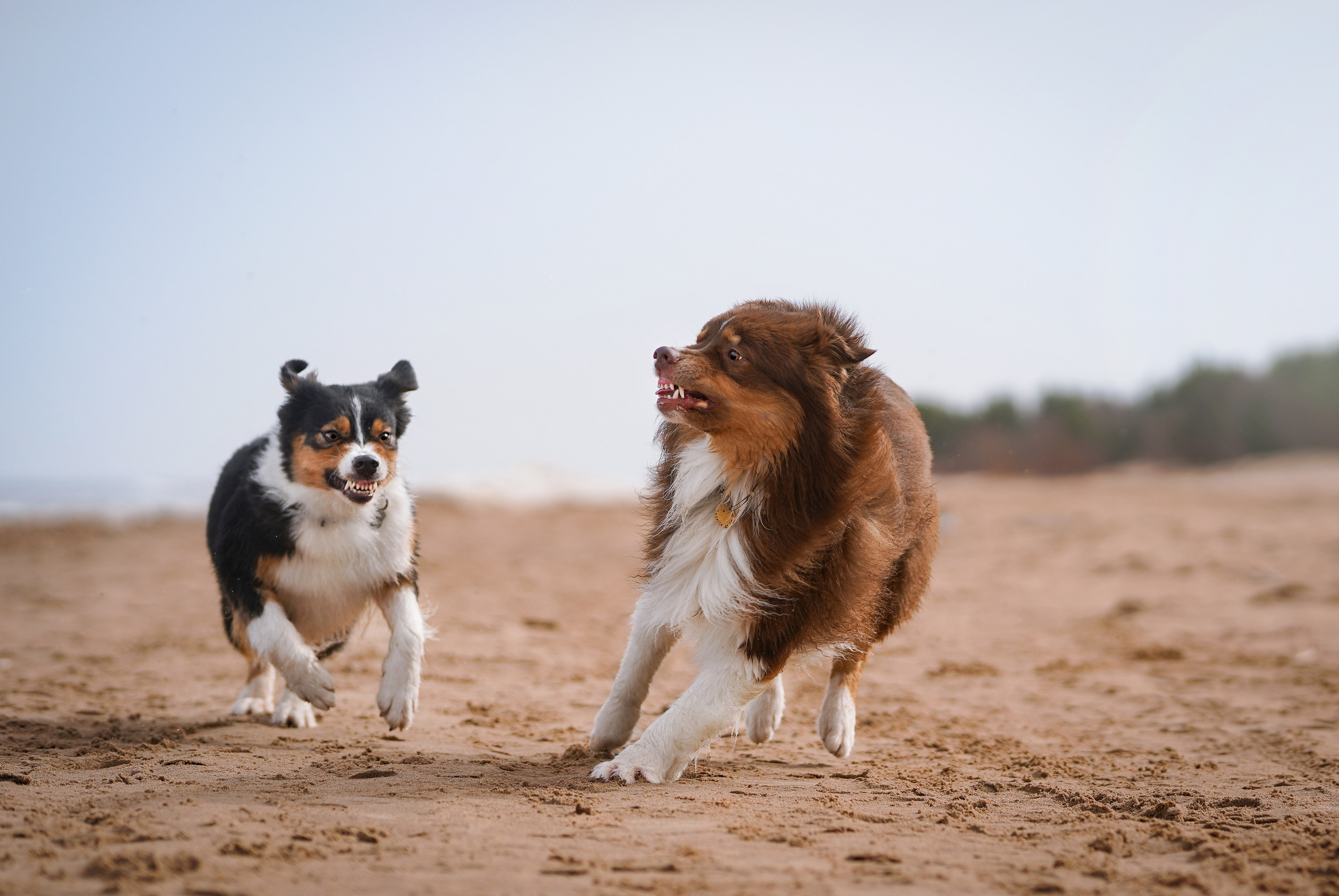 Аусси на Ладоге. Фотограф-анималист в Санкт-Петербурге Яна Мартынова