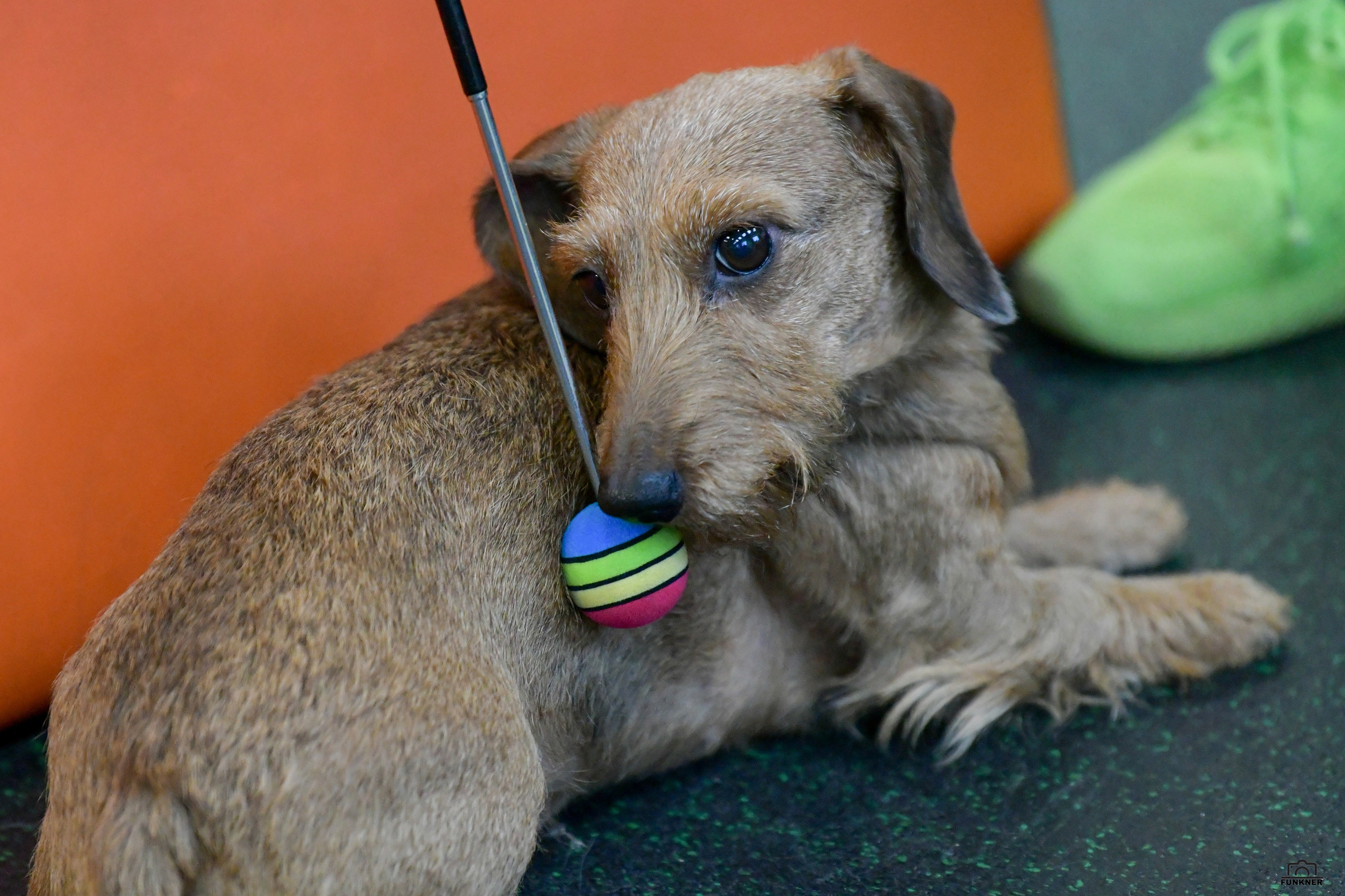 Кинологический клуб «Бодрый хвост». Свой взгляд через объектив