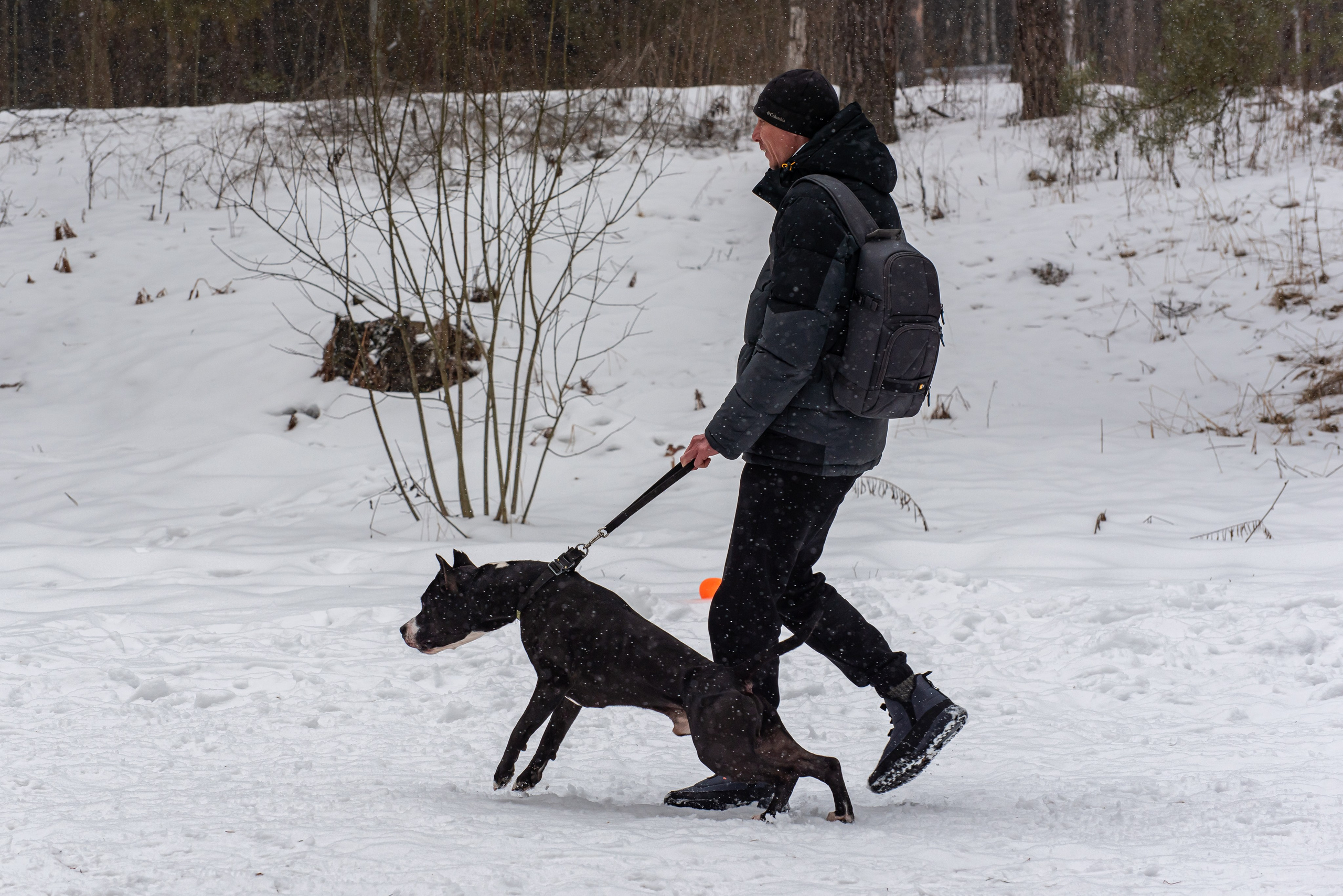 Фотосъёмка с собаками в Кинологическом лагере. Фотограф Макс Огурцов в Нижнем Новгороде