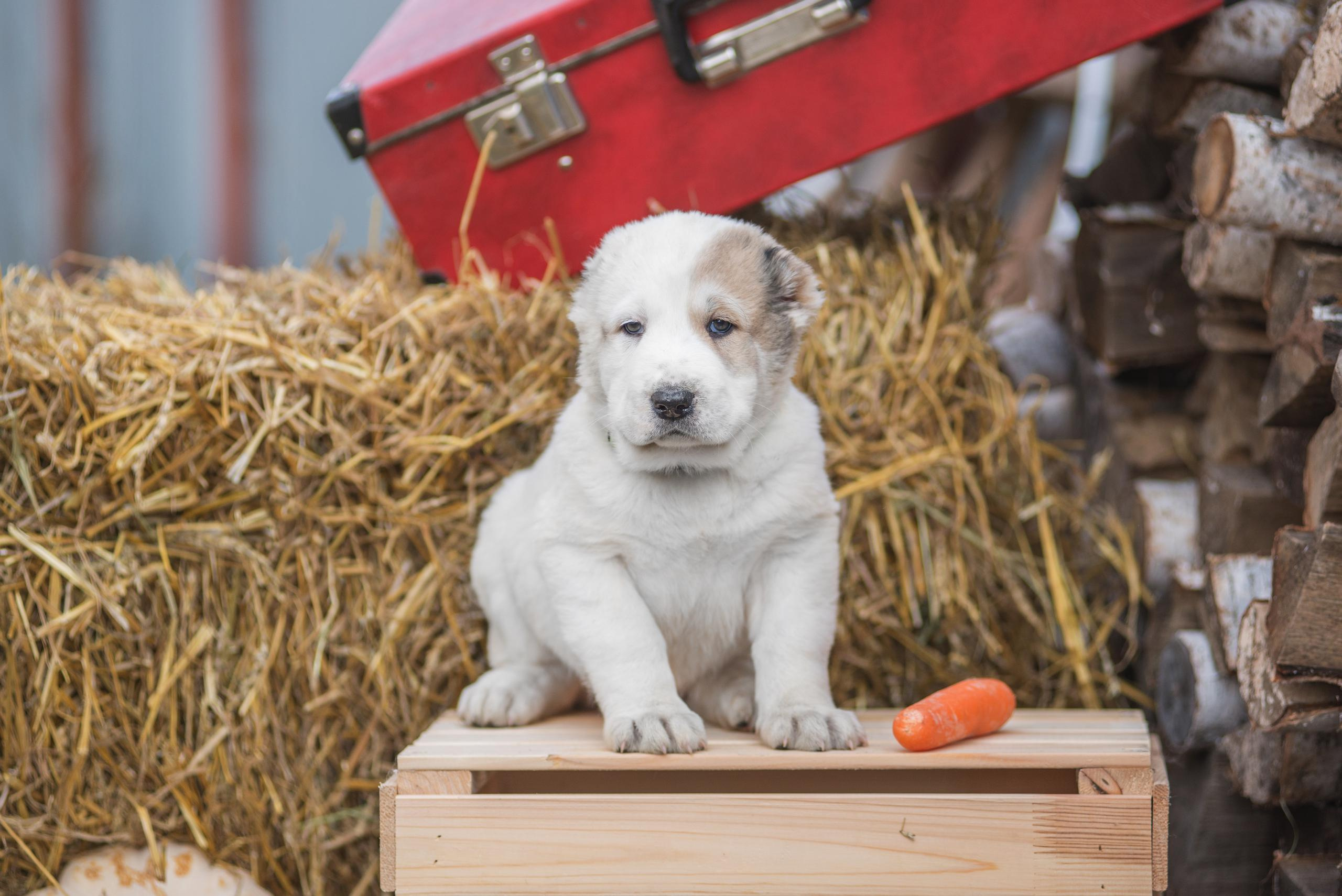 Щенки САО, Осень 2020. Дог-фотограф в Тюмени Александра Королева