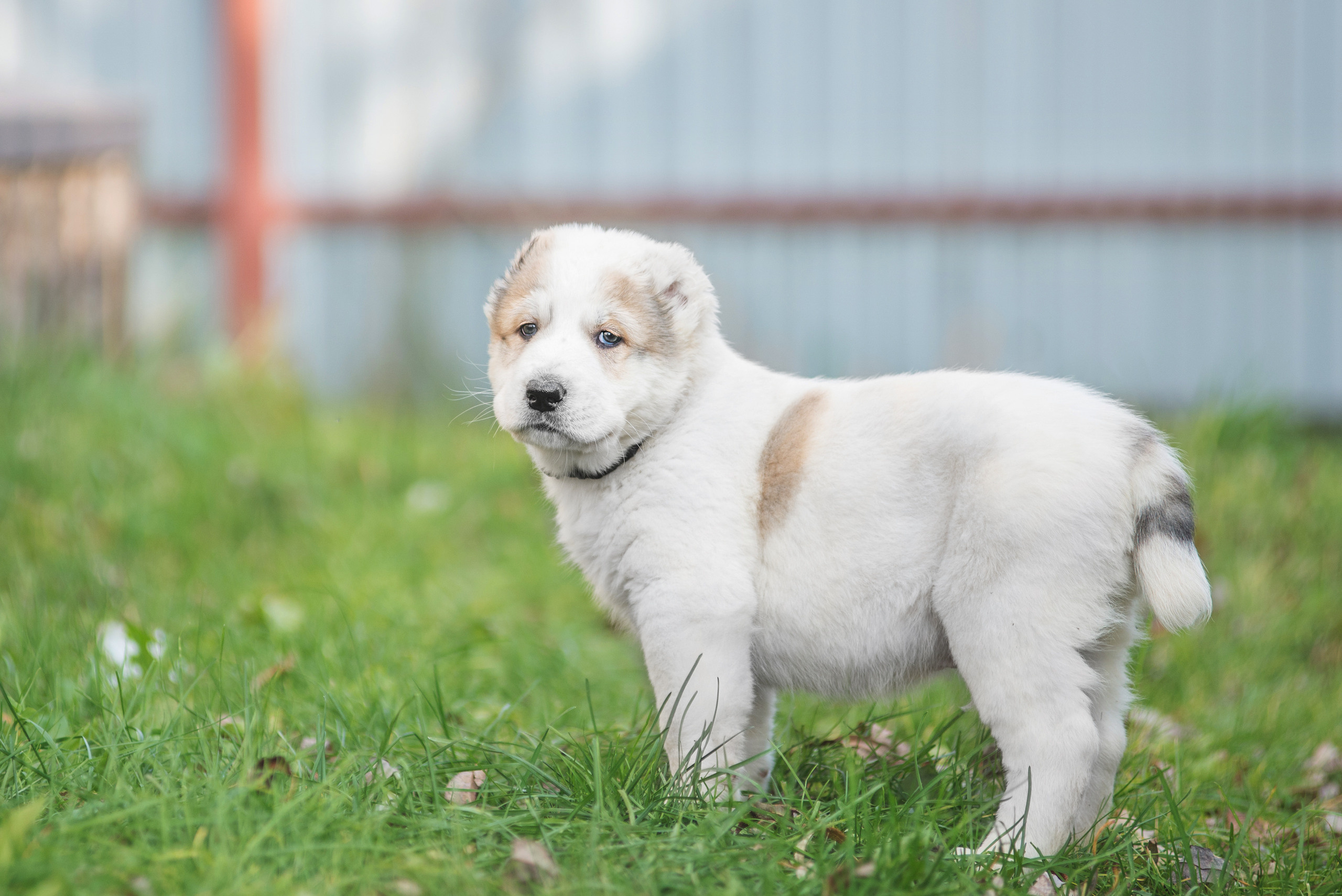 Щенки САО, Осень 2020. Дог-фотограф в Тюмени Александра Королева