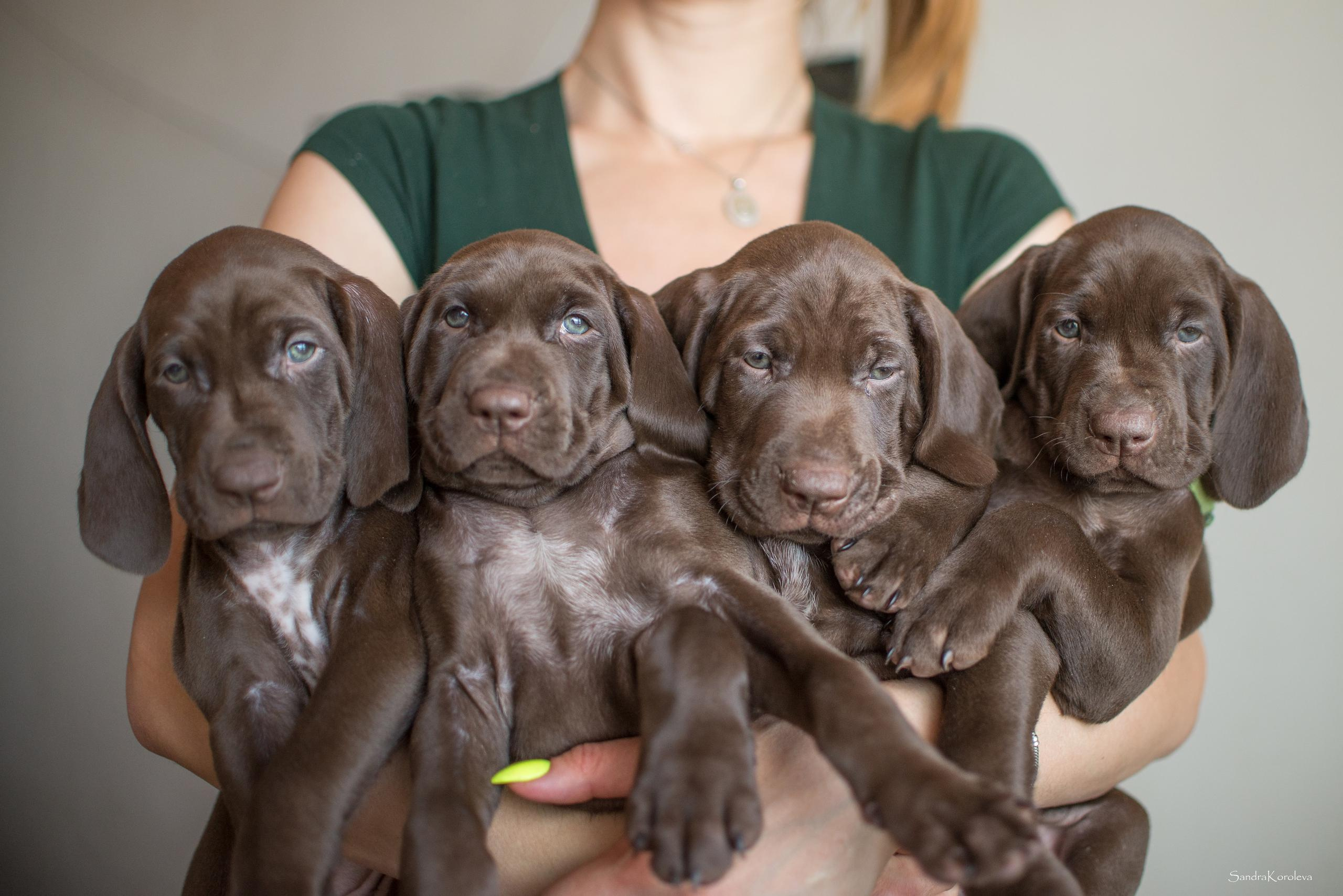 Щенки курцхаара. Весна 2020. Дог-фотограф в Тюмени Александра Королева