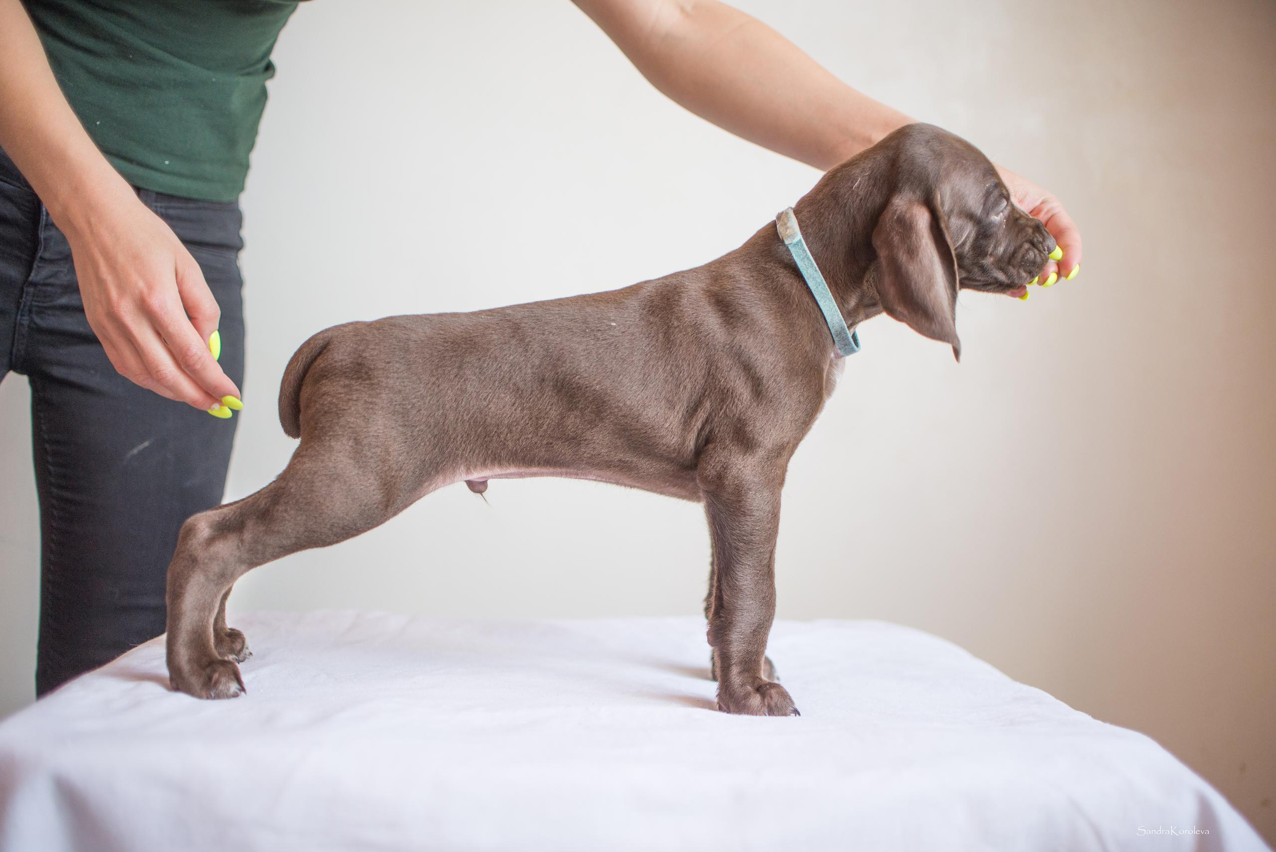 Щенки курцхаара. Весна 2020. Дог-фотограф в Тюмени Александра Королева