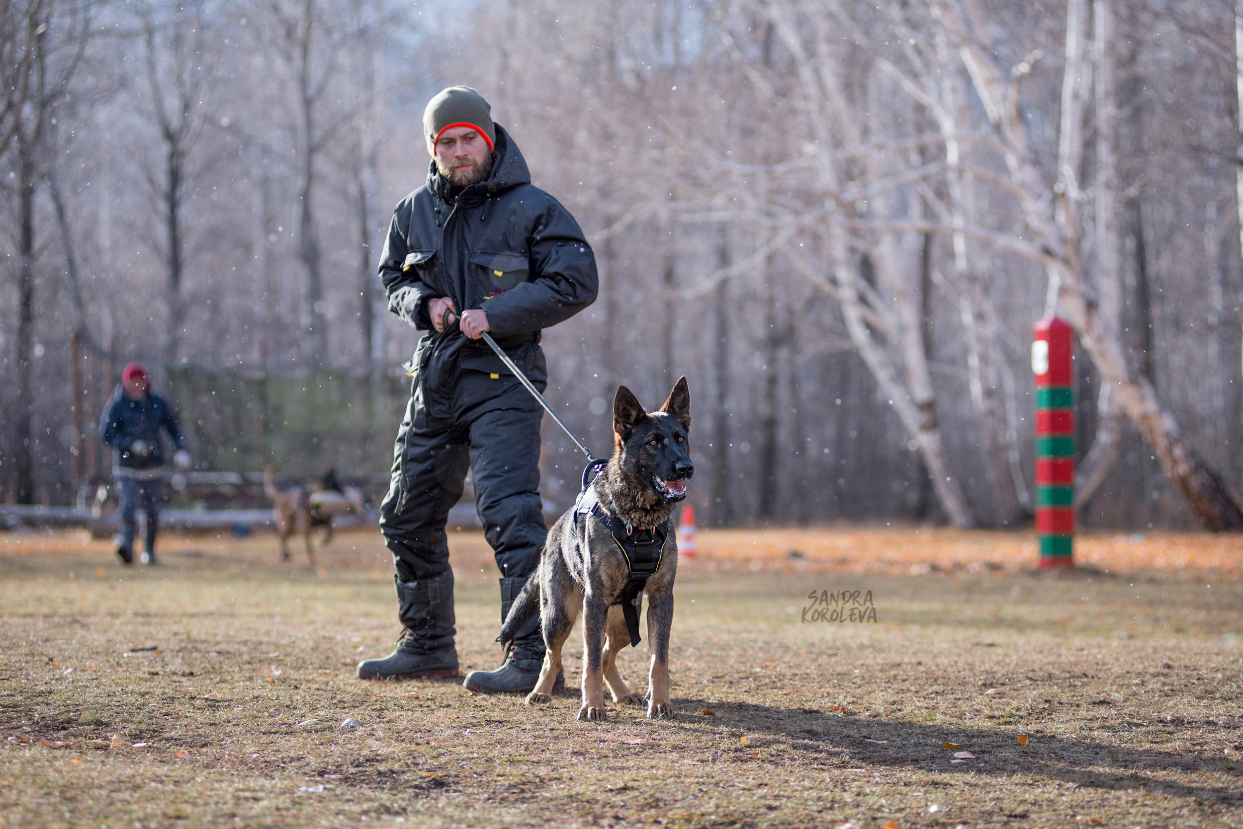 Кусающиеся собаки. Магнитогорск. Осень 2020. Дог-фотограф в Тюмени Александра Королева
