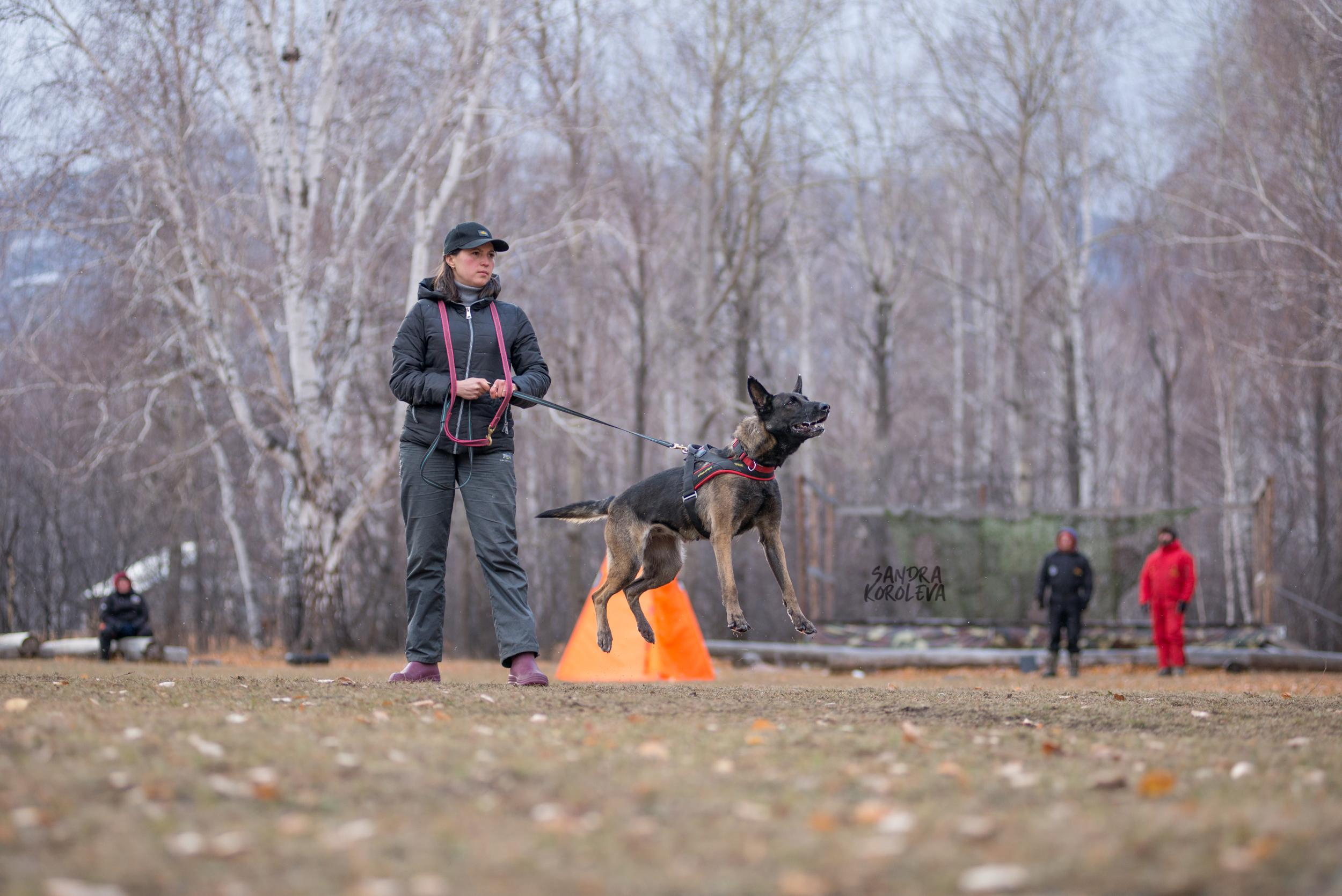 Кусающиеся собаки. Магнитогорск. Осень 2020. Дог-фотограф в Тюмени Александра Королева