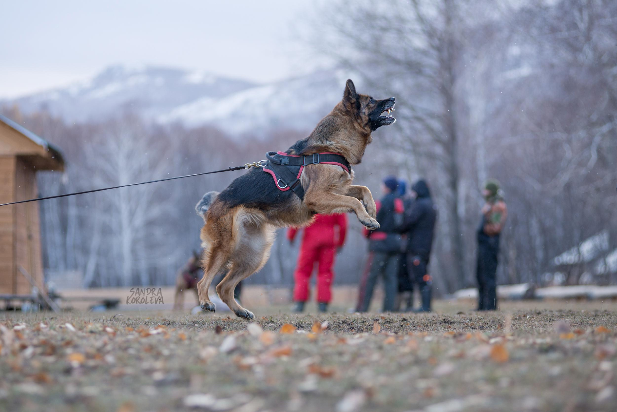 Кусающиеся собаки. Магнитогорск. Осень 2020. Дог-фотограф в Тюмени Александра Королева