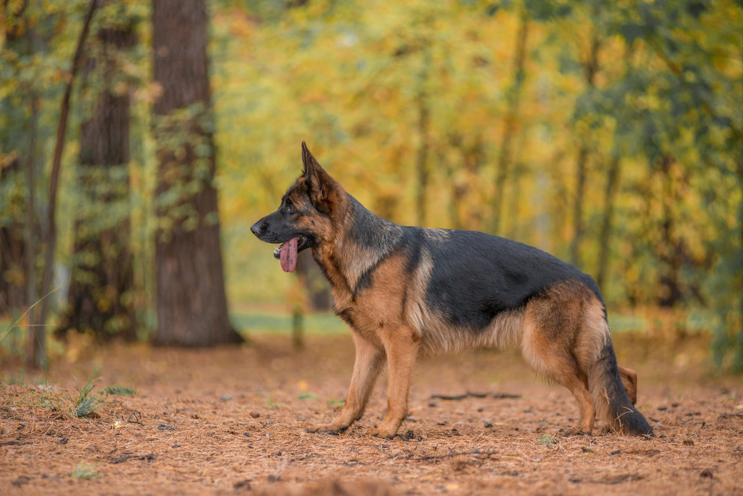 Осенняя овчарка Гейм. Дог-фотограф в Тюмени Александра Королева