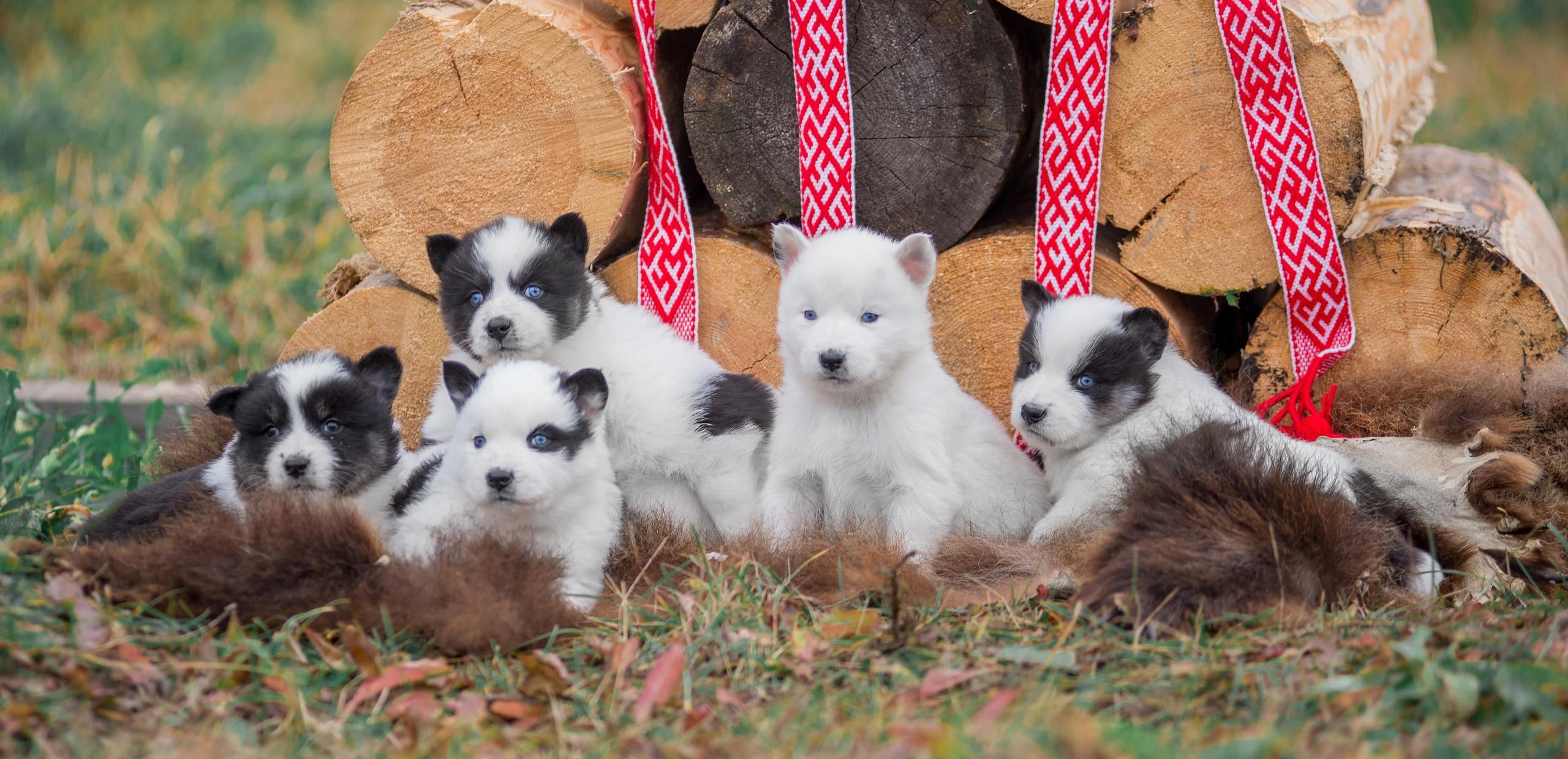 Щенки якуты. Осень 2020. Дог-фотограф в Тюмени Александра Королева