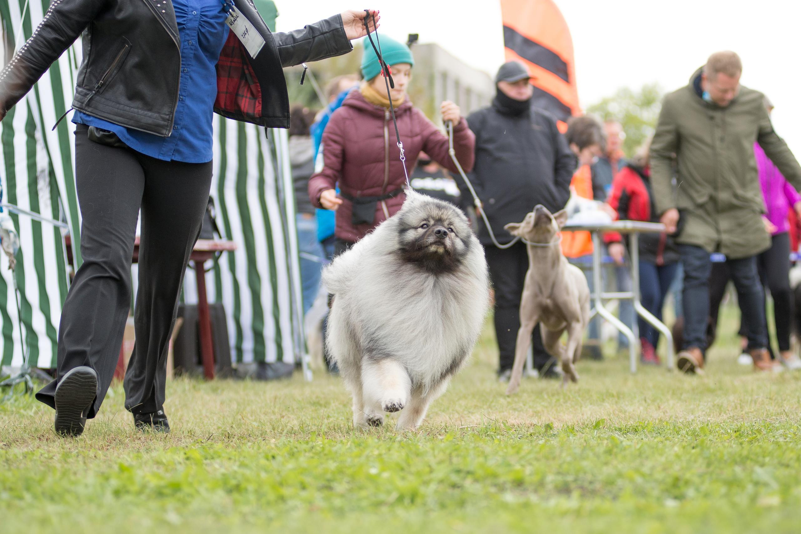 Выставка собак. Тюмень 06.09.2020. Дог-фотограф в Тюмени Александра Королева