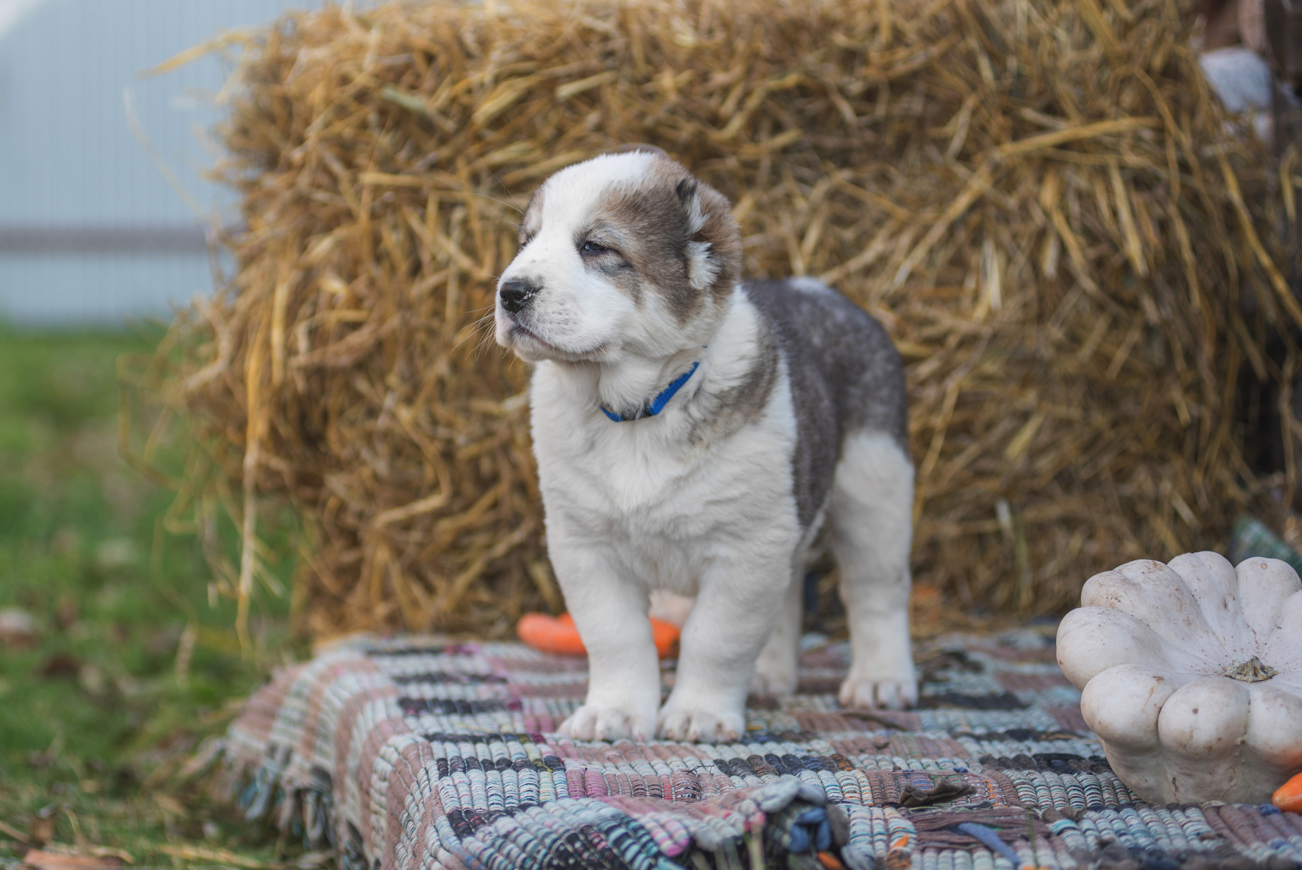 Щенки САО, Осень 2020. Дог-фотограф в Тюмени Александра Королева