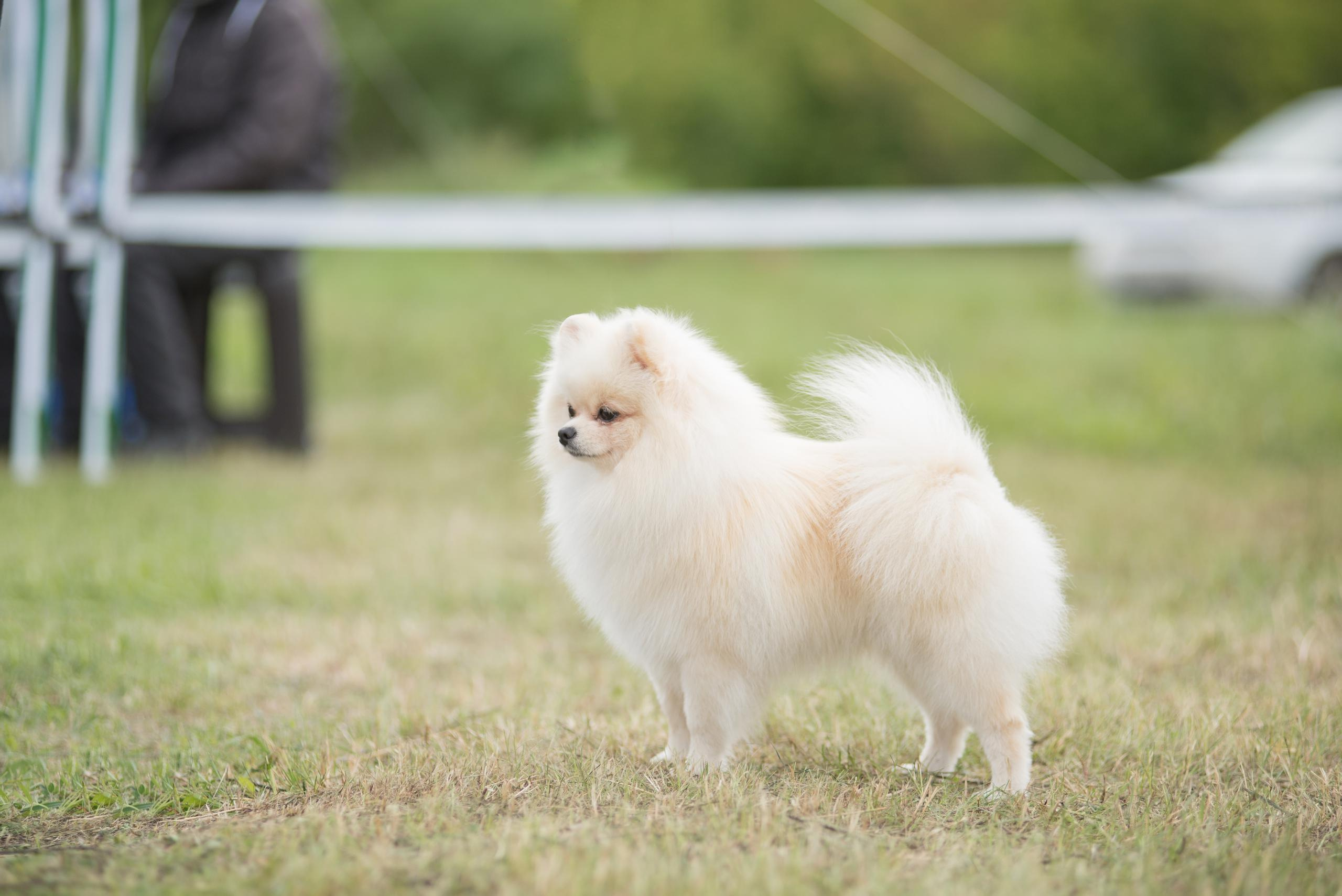 Выставка собак. Тюмень 06.09.2020. Дог-фотограф в Тюмени Александра Королева