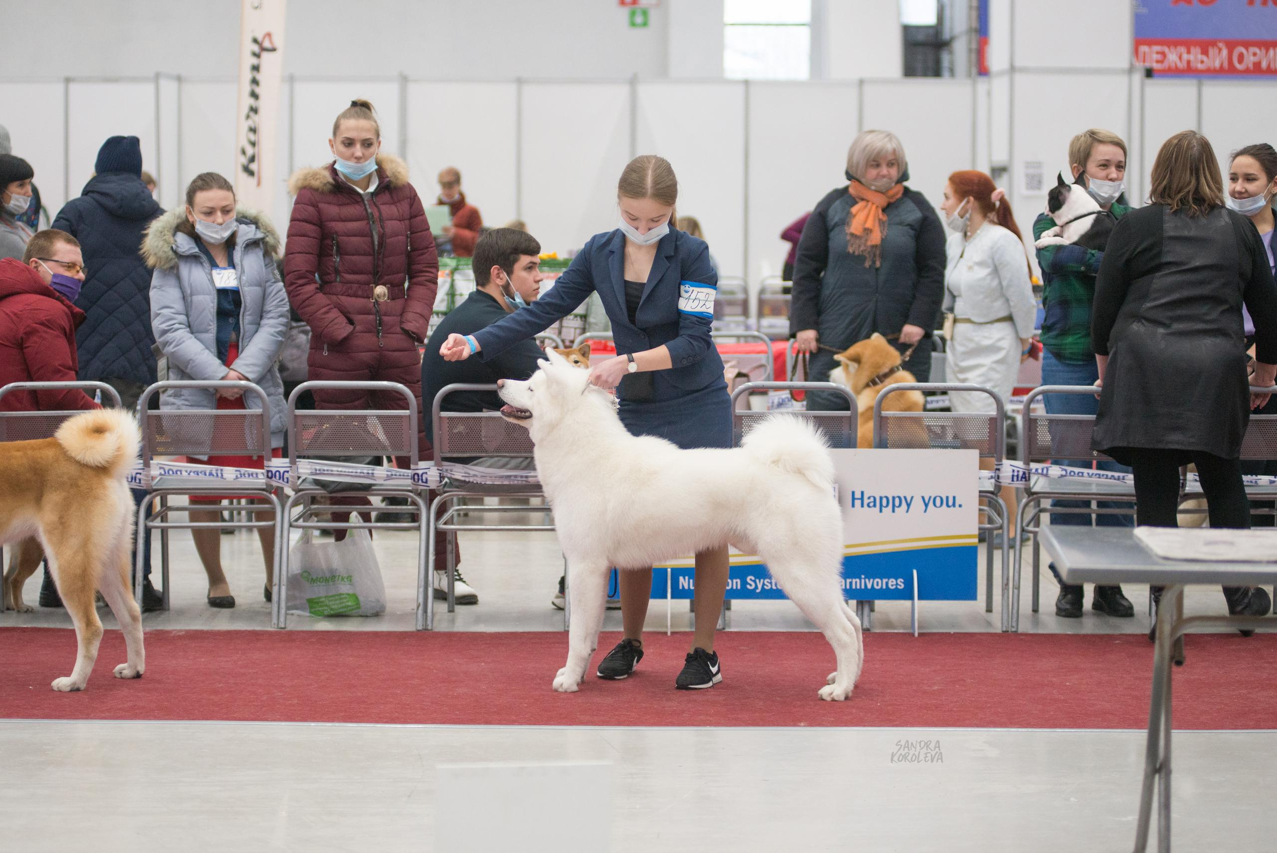 Выставка собак в Тюмени 5 декабря 2020. Дог-фотограф в Тюмени Александра Королева