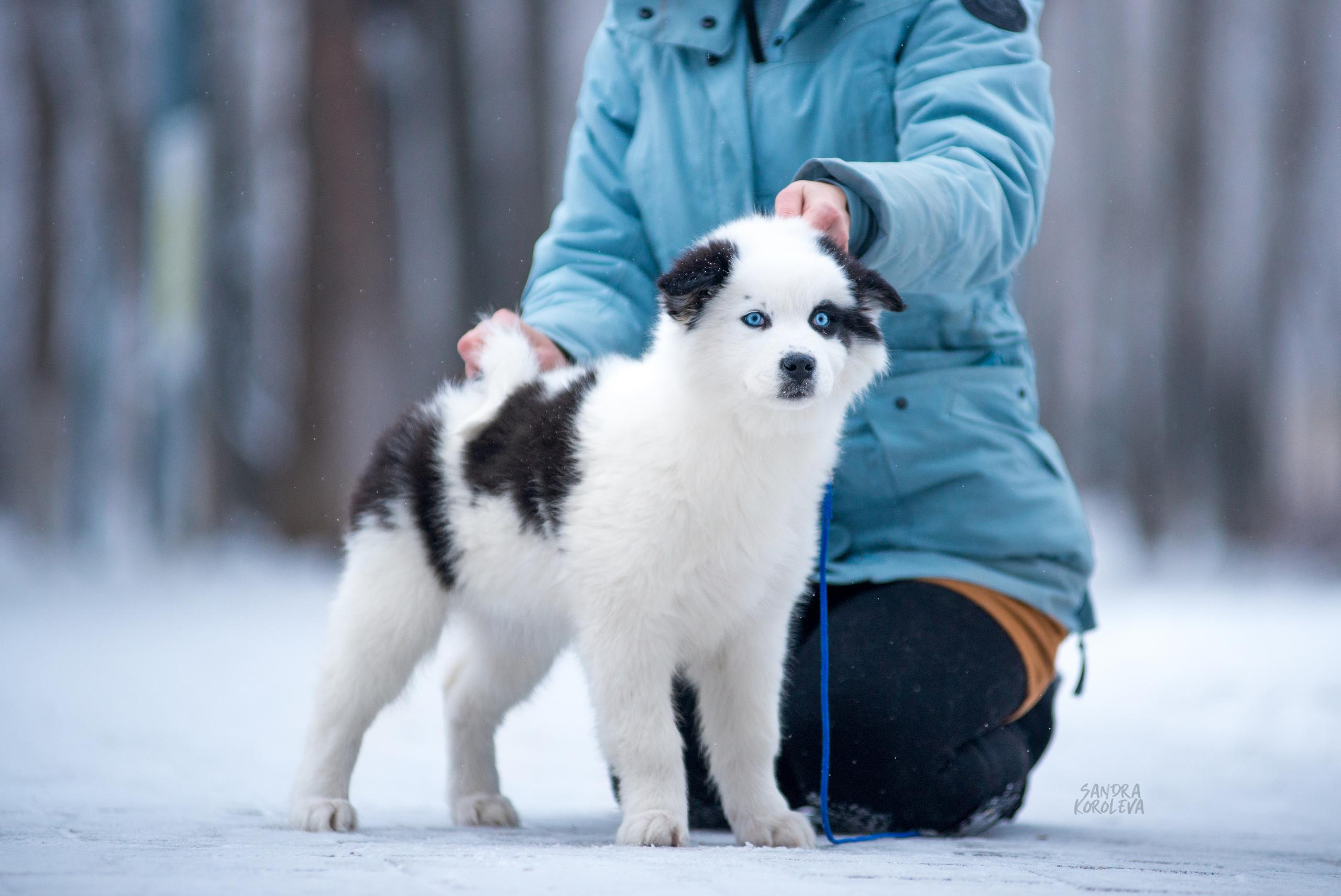 Якутские лайки. Дог-фотограф в Тюмени Александра Королева