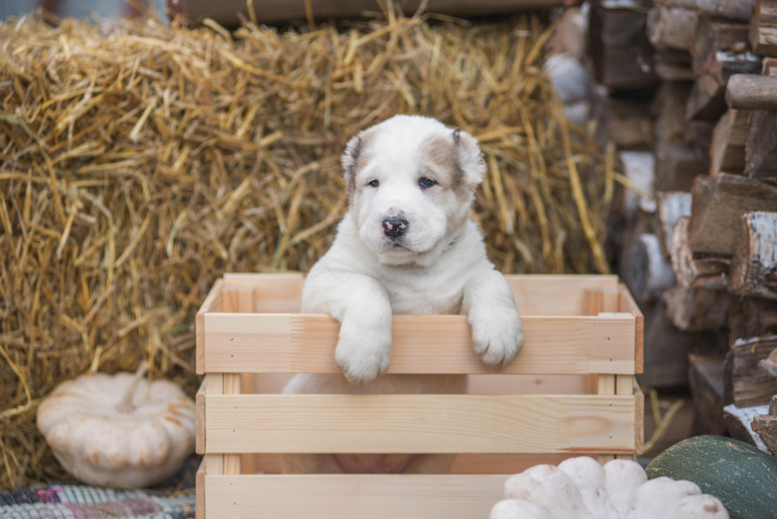 Щенки САО, Осень 2020. Дог-фотограф в Тюмени Александра Королева