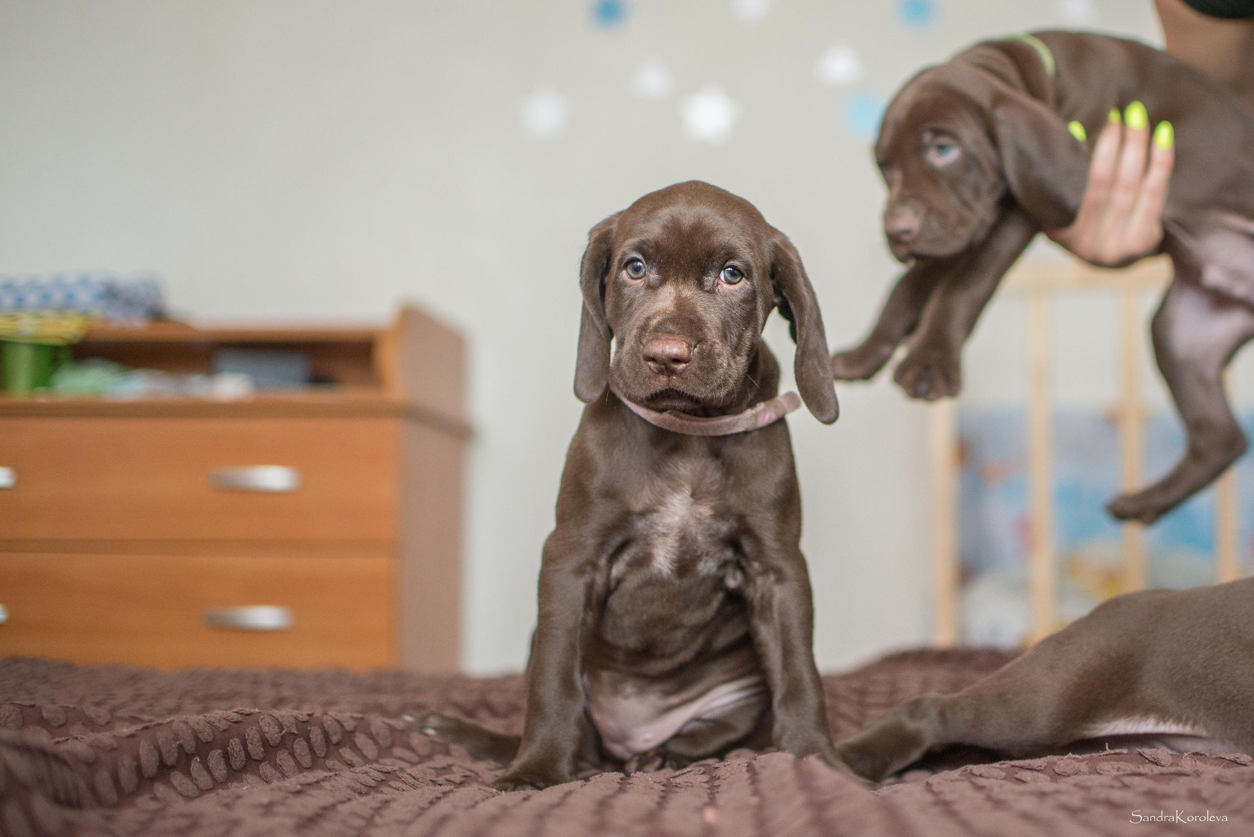 Щенки курцхаара. Весна 2020. Дог-фотограф в Тюмени Александра Королева