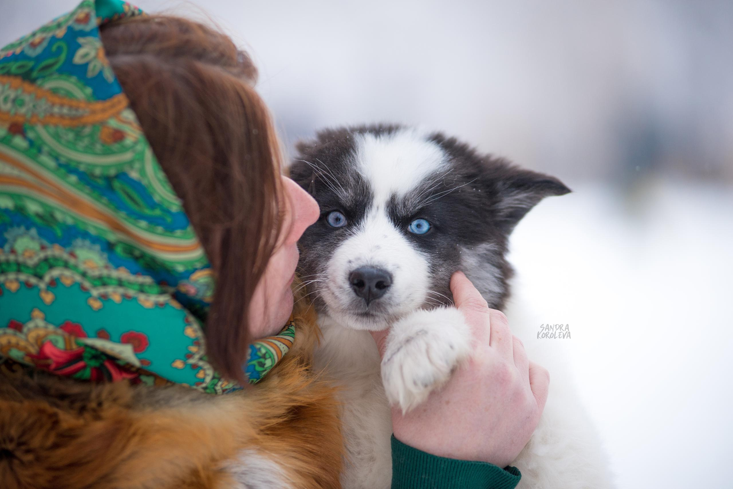 Якутские лайки. Дог-фотограф в Тюмени Александра Королева