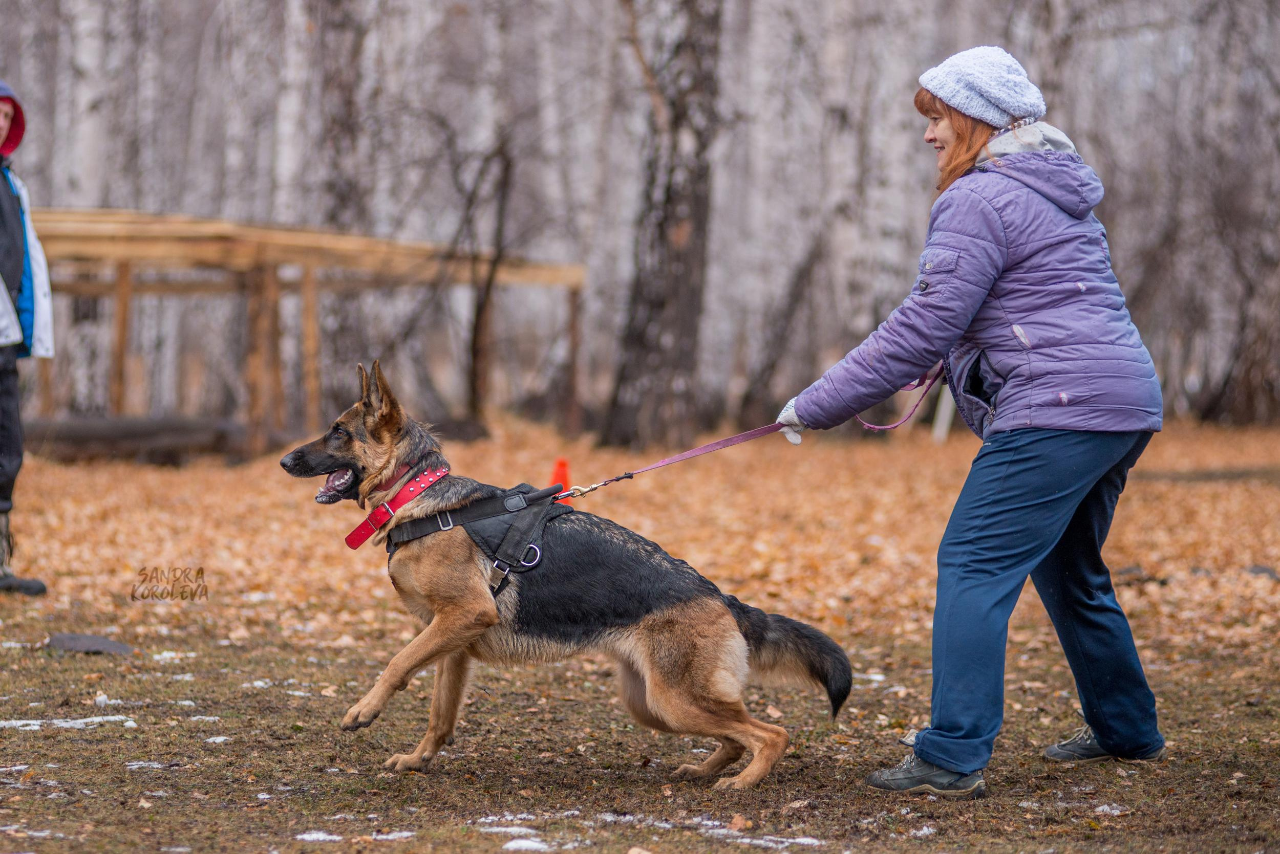 Кусающиеся собаки. Магнитогорск. Осень 2020. Дог-фотограф в Тюмени Александра Королева