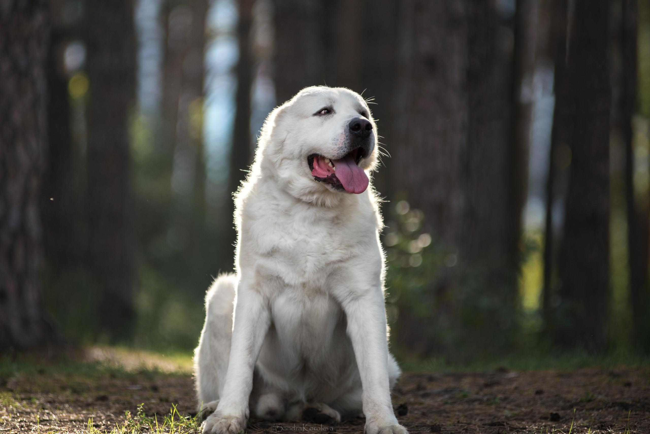 Ваня со своим другом белым Мишей. Дог-фотограф в Тюмени Александра Королева