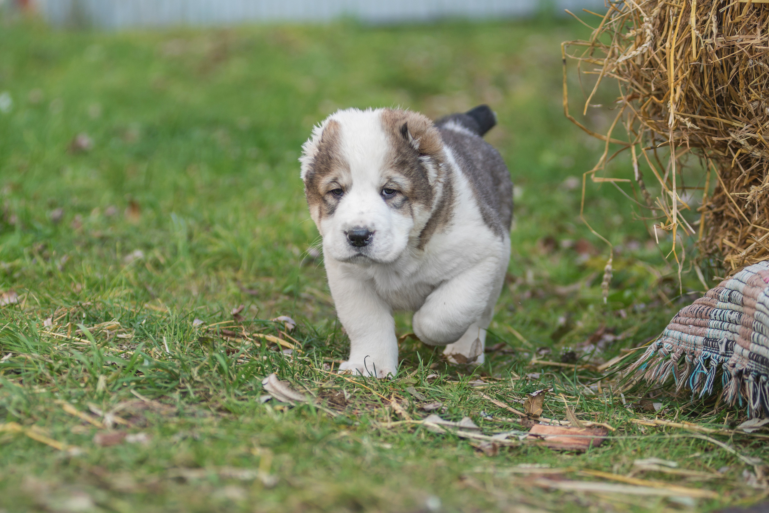 Щенки САО, Осень 2020. Дог-фотограф в Тюмени Александра Королева
