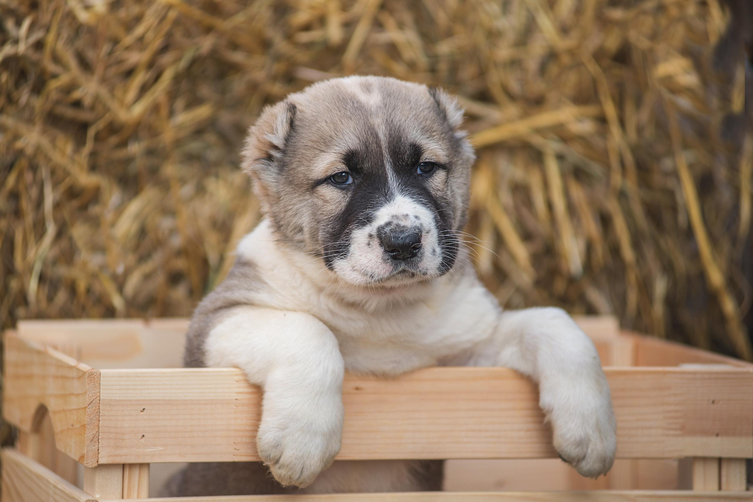 Щенки САО, Осень 2020. Дог-фотограф в Тюмени Александра Королева
