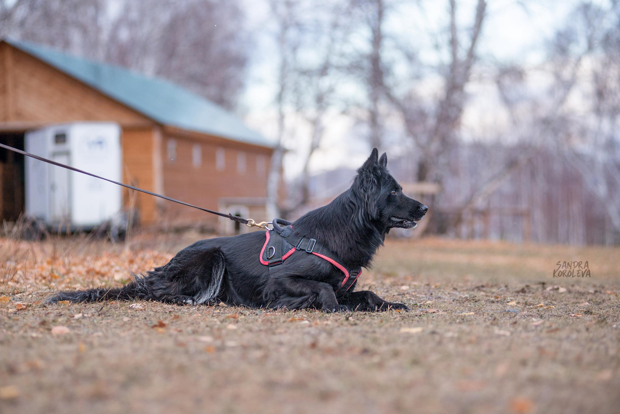 Кусающиеся собаки. Магнитогорск. Осень 2020. Дог-фотограф в Тюмени Александра Королева