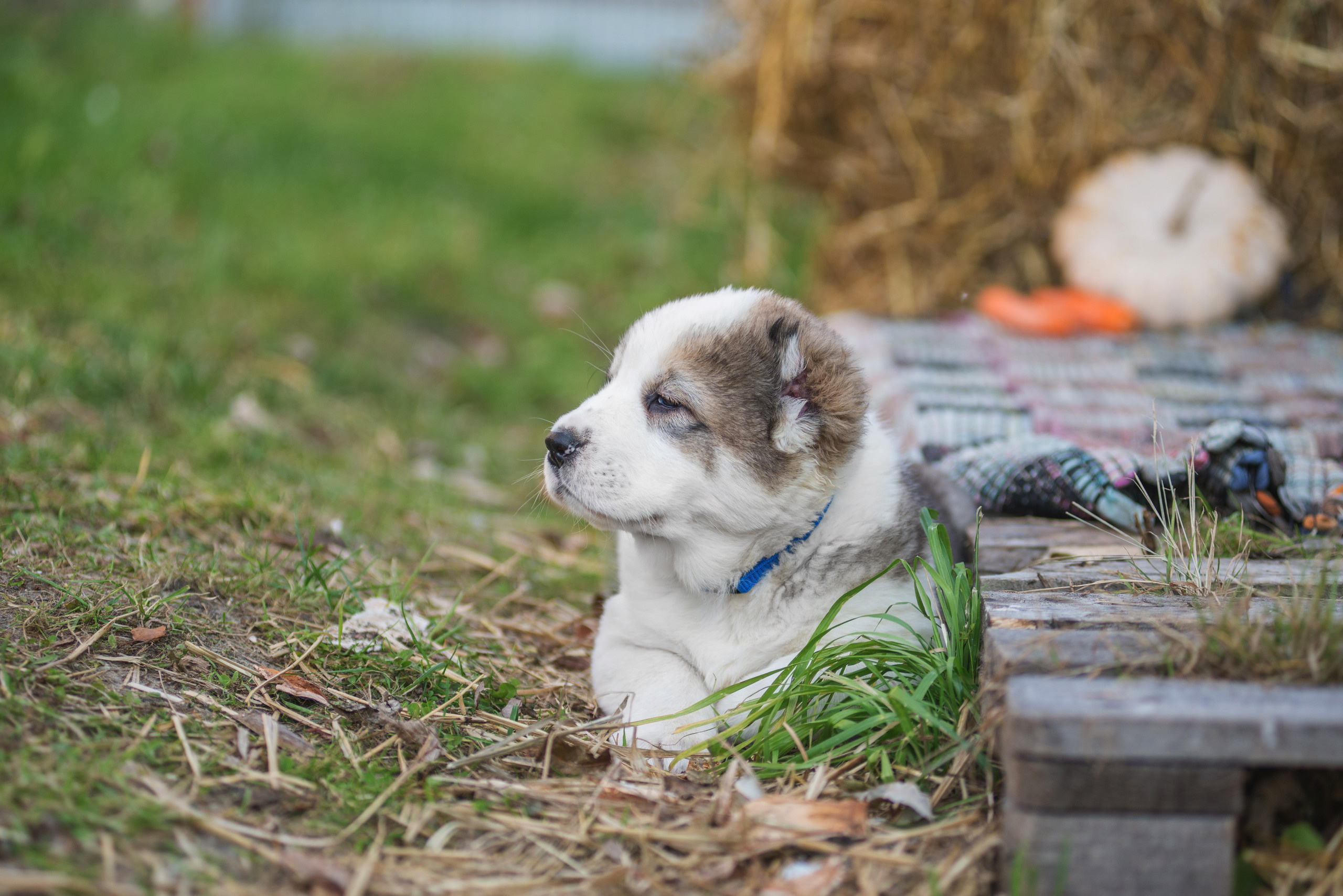 Щенки САО, Осень 2020. Дог-фотограф в Тюмени Александра Королева