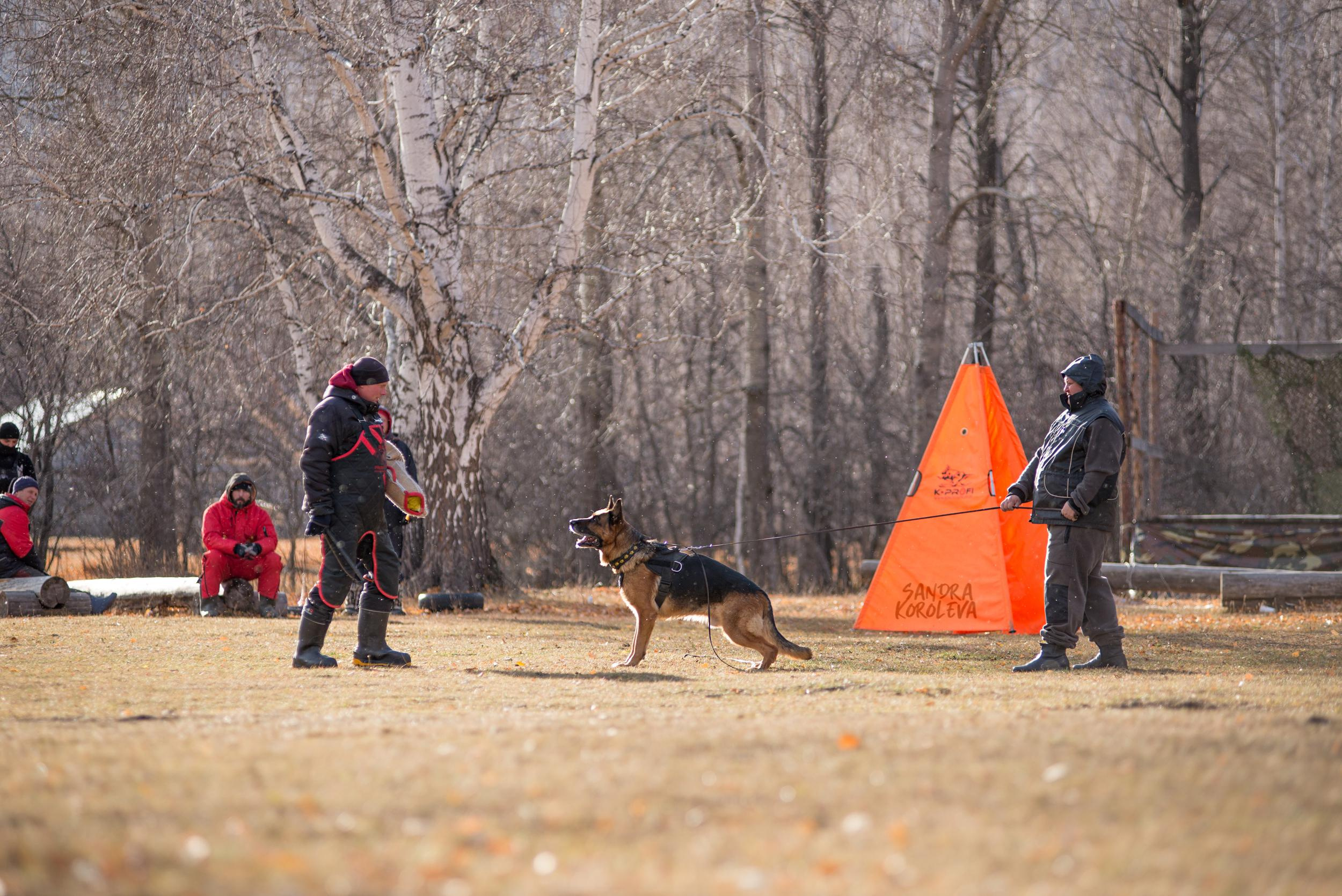 Кусающиеся собаки. Магнитогорск. Осень 2020. Дог-фотограф в Тюмени Александра Королева