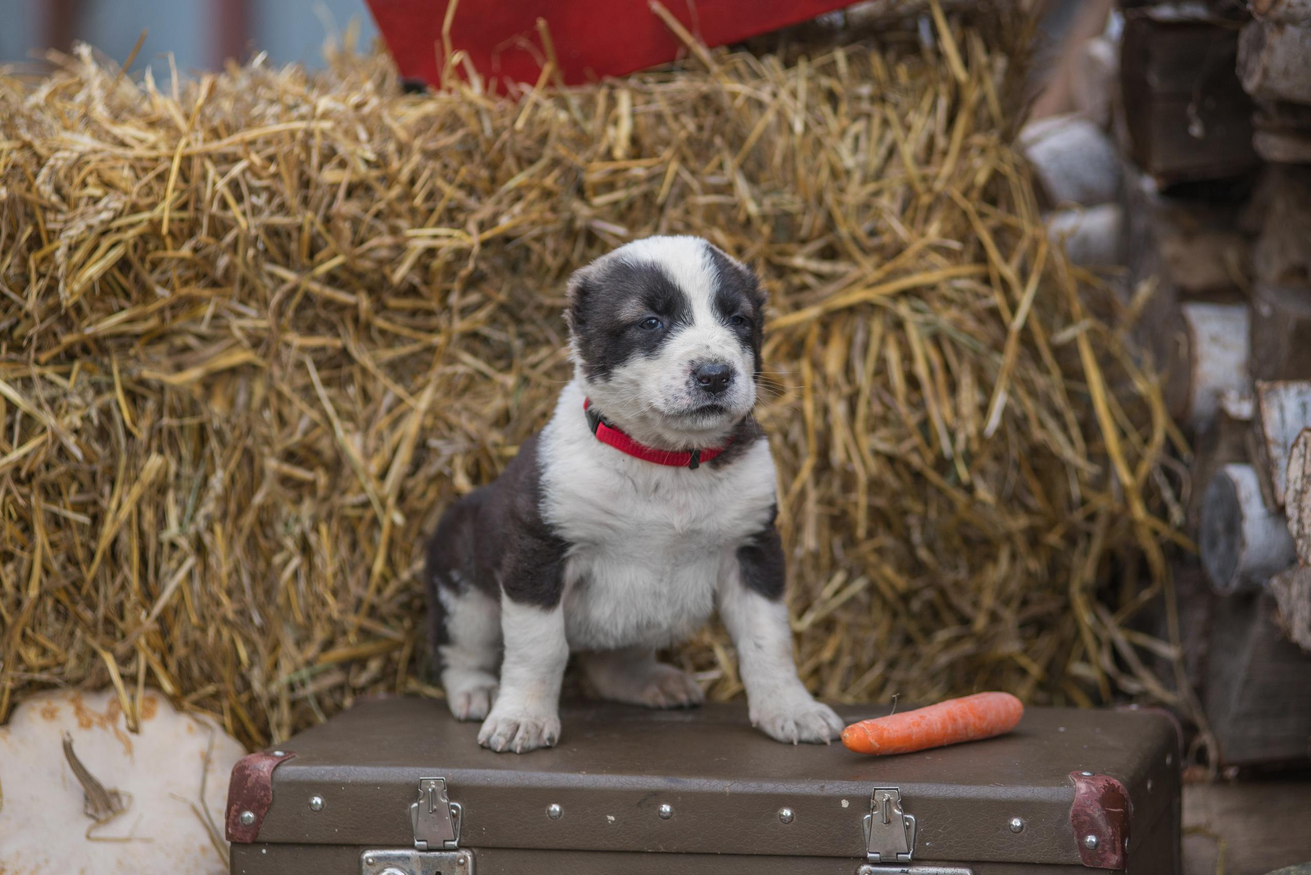 Щенки САО, Осень 2020. Дог-фотограф в Тюмени Александра Королева