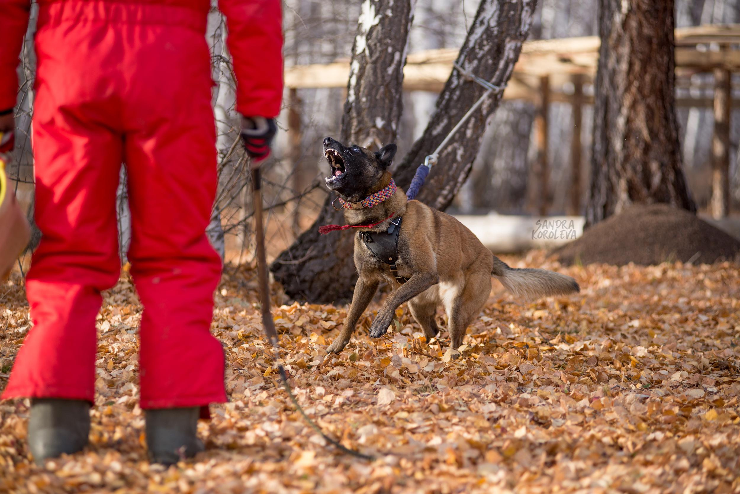 Кусающиеся собаки. Магнитогорск. Осень 2020. Дог-фотограф в Тюмени Александра Королева