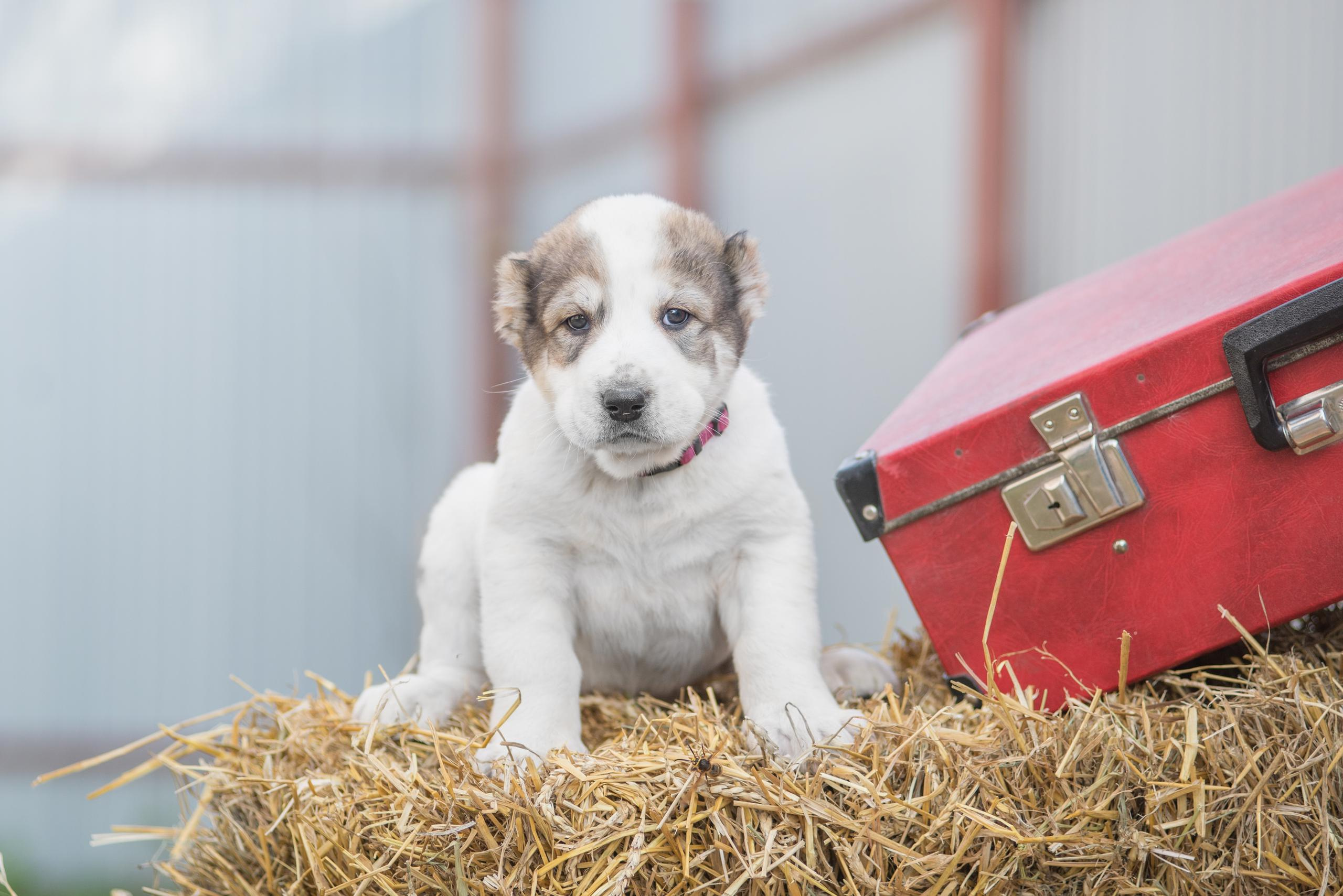 Щенки САО, Осень 2020. Дог-фотограф в Тюмени Александра Королева