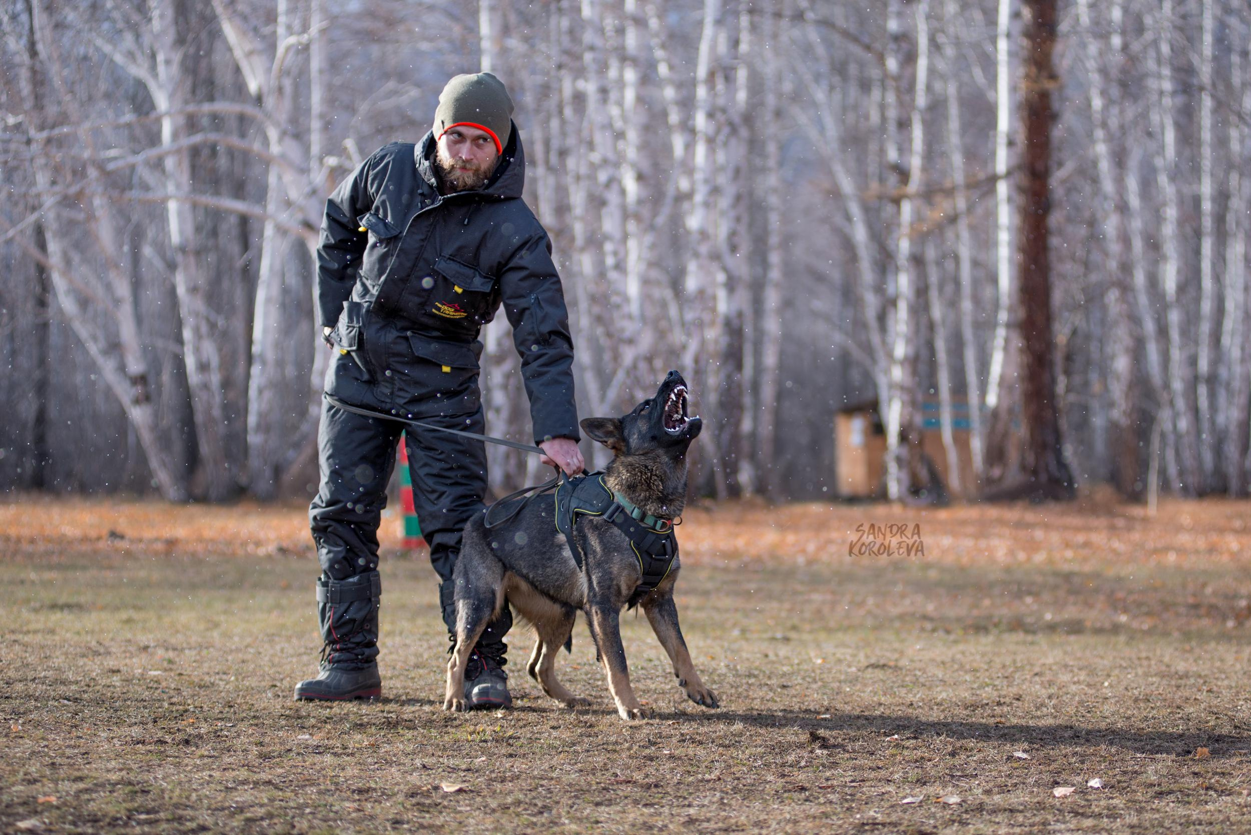 Кусающиеся собаки. Магнитогорск. Осень 2020. Дог-фотограф в Тюмени Александра Королева