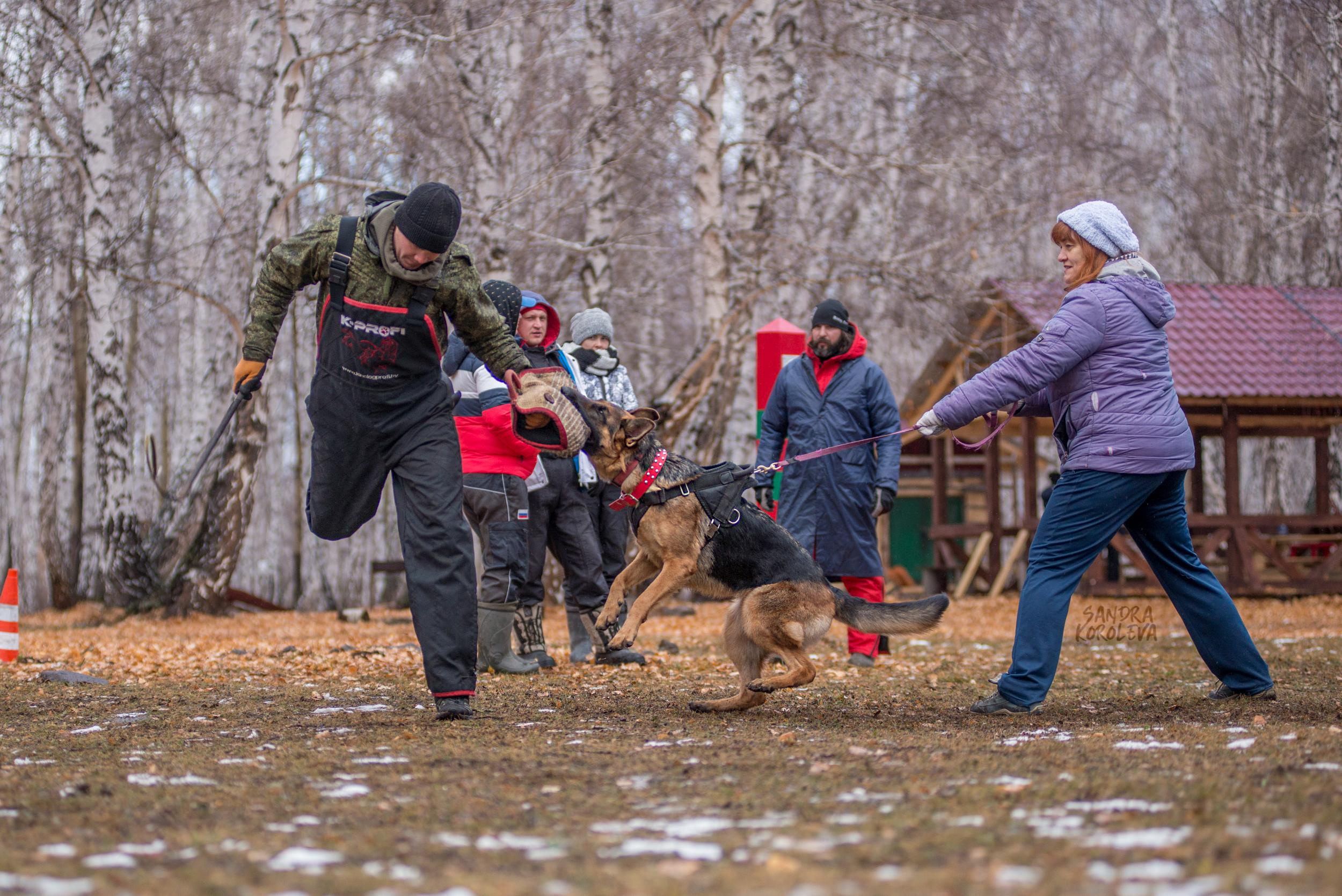 Кусающиеся собаки. Магнитогорск. Осень 2020. Дог-фотограф в Тюмени Александра Королева