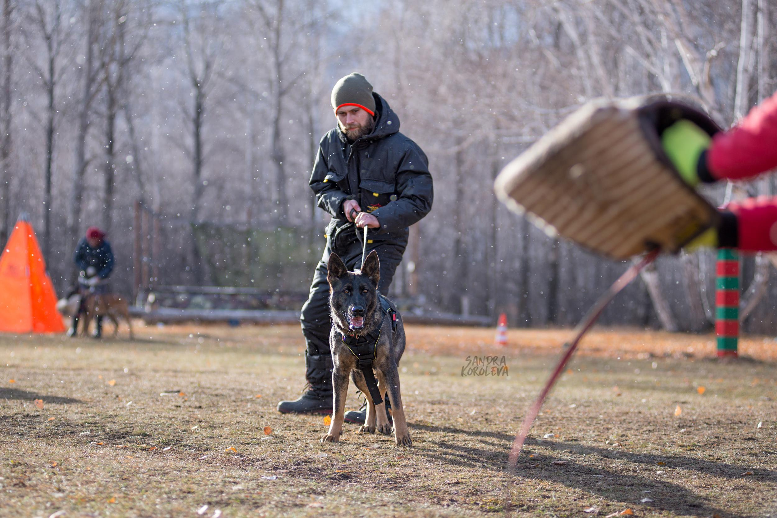 Кусающиеся собаки. Магнитогорск. Осень 2020. Дог-фотограф в Тюмени Александра Королева