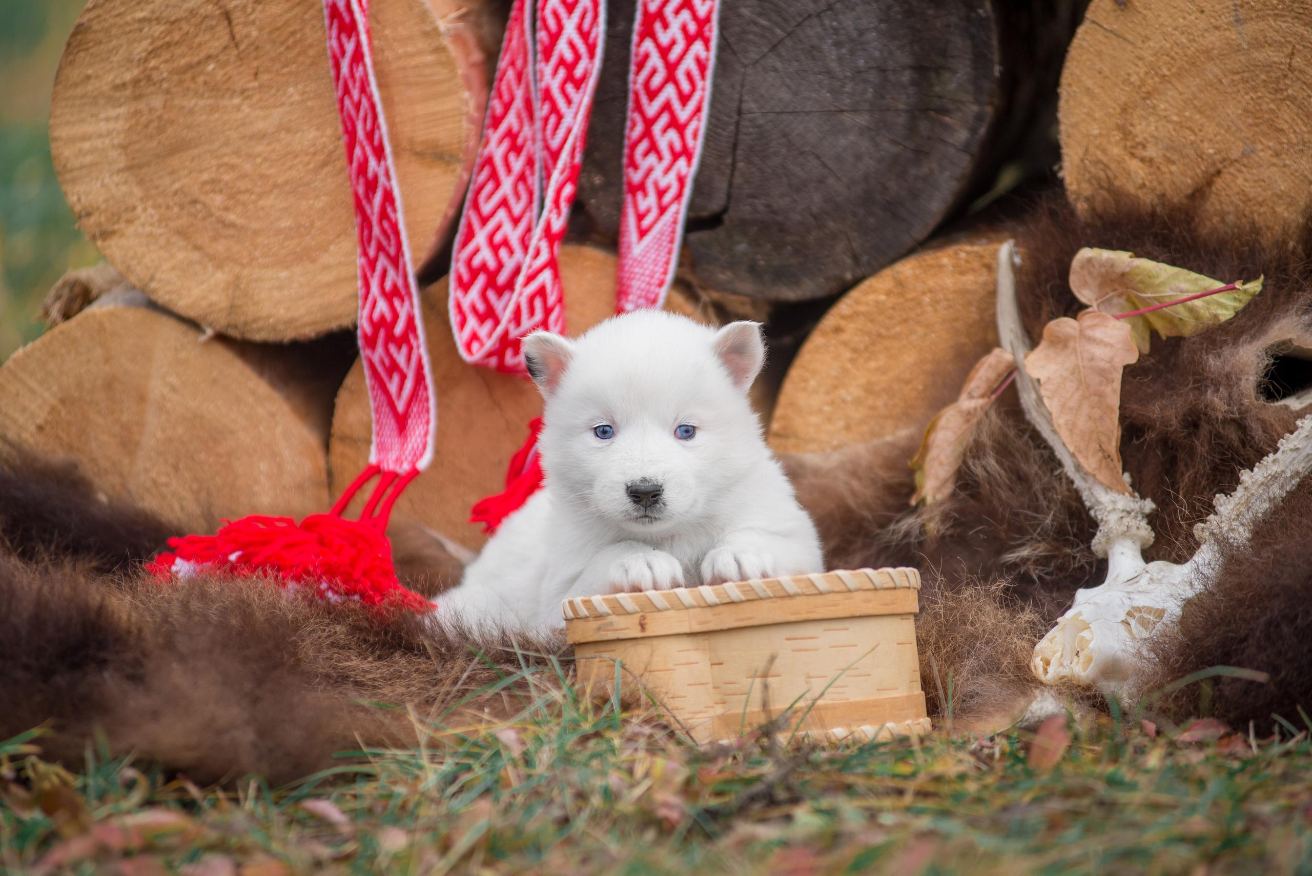 Щенки якуты. Осень 2020. Дог-фотограф в Тюмени Александра Королева
