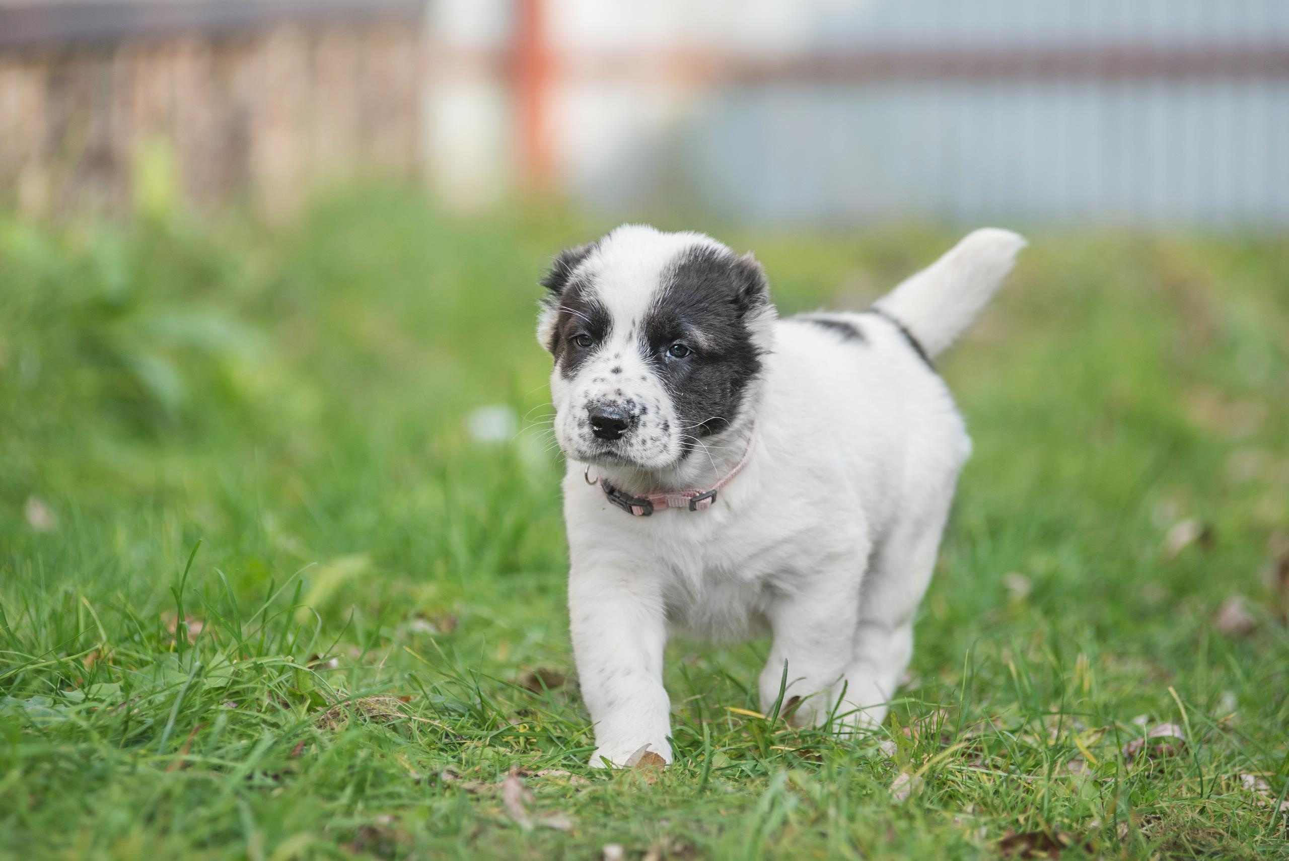 Щенки САО, Осень 2020. Дог-фотограф в Тюмени Александра Королева