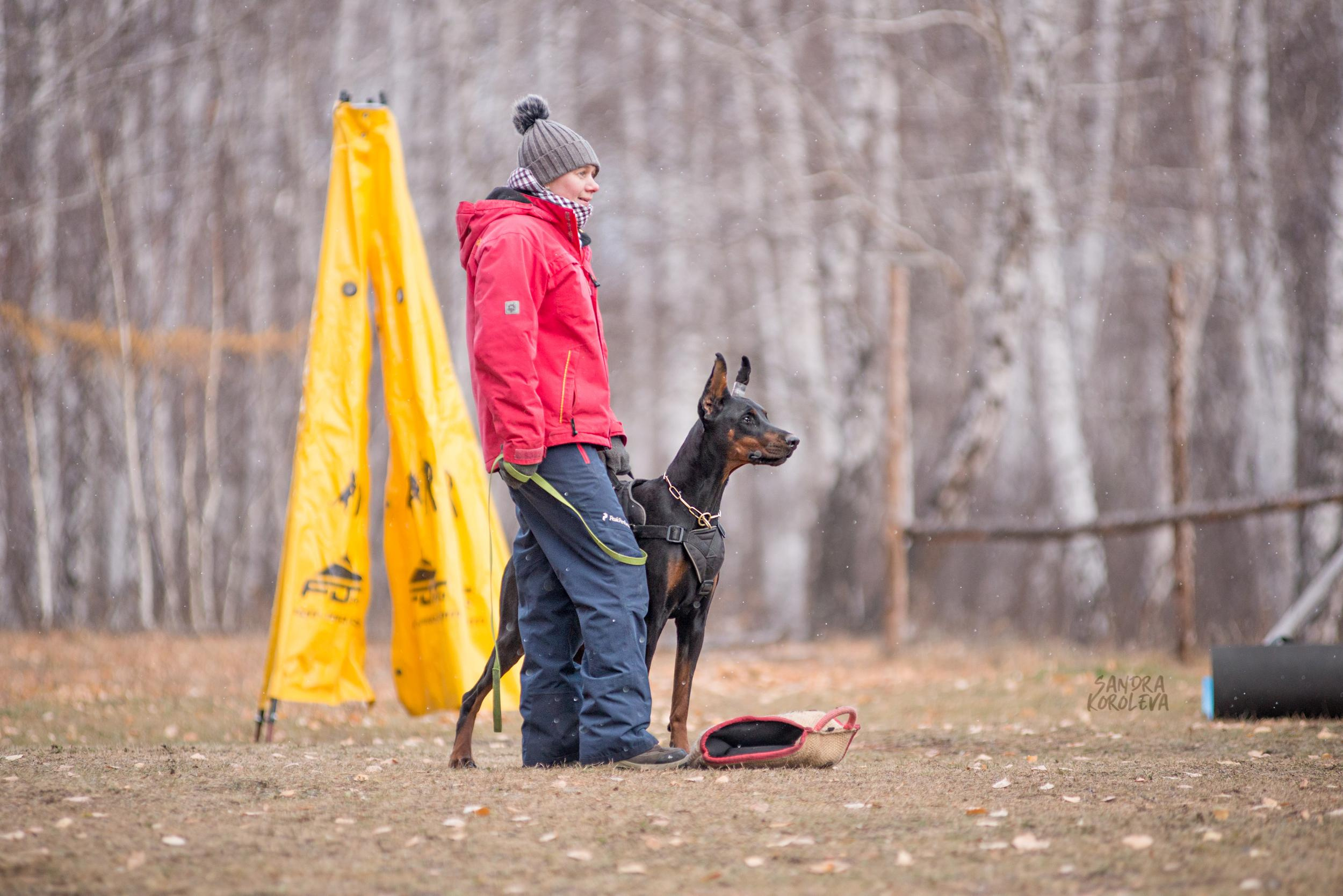 Кусающиеся собаки. Магнитогорск. Осень 2020. Дог-фотограф в Тюмени Александра Королева