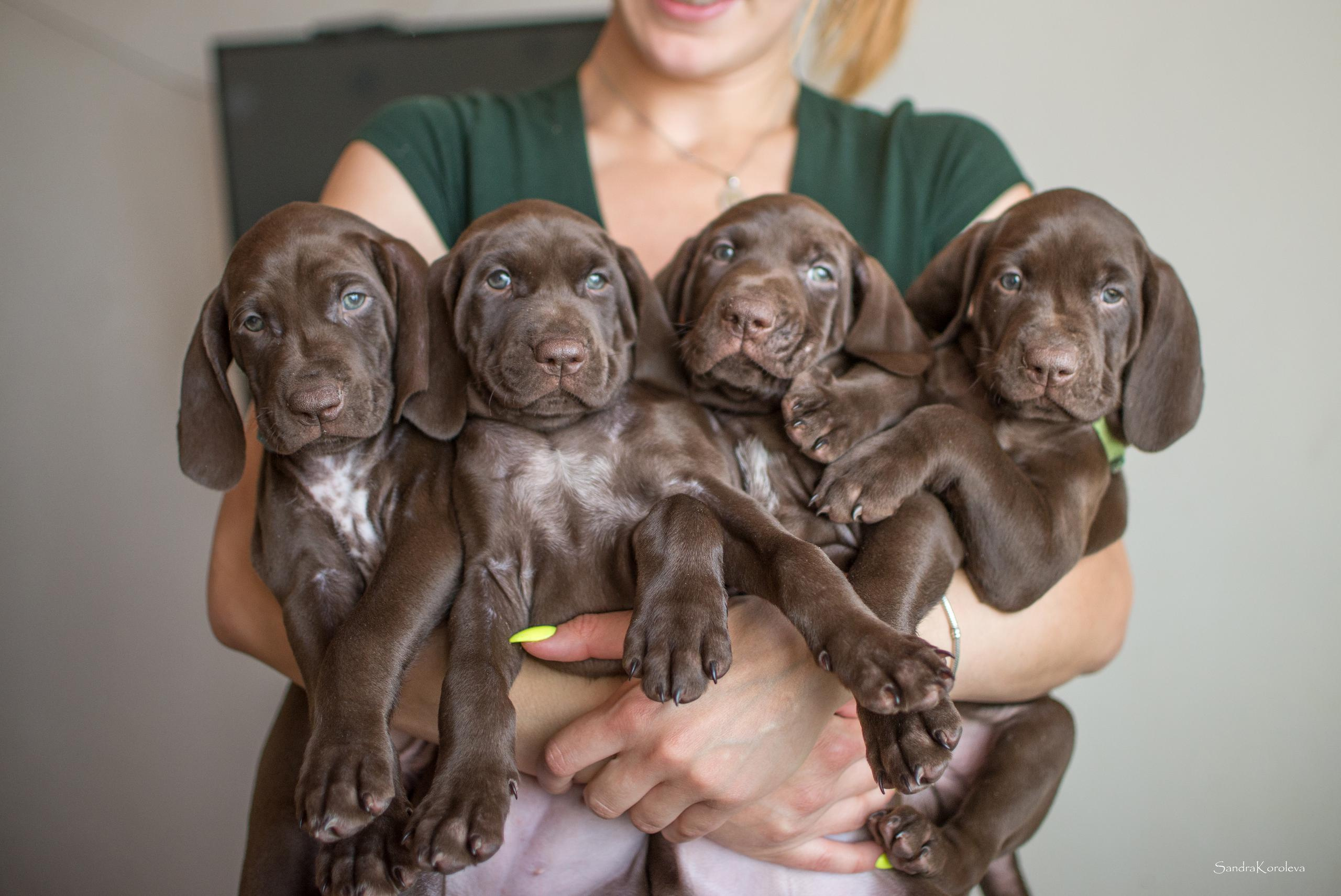 Щенки курцхаара. Весна 2020. Дог-фотограф в Тюмени Александра Королева