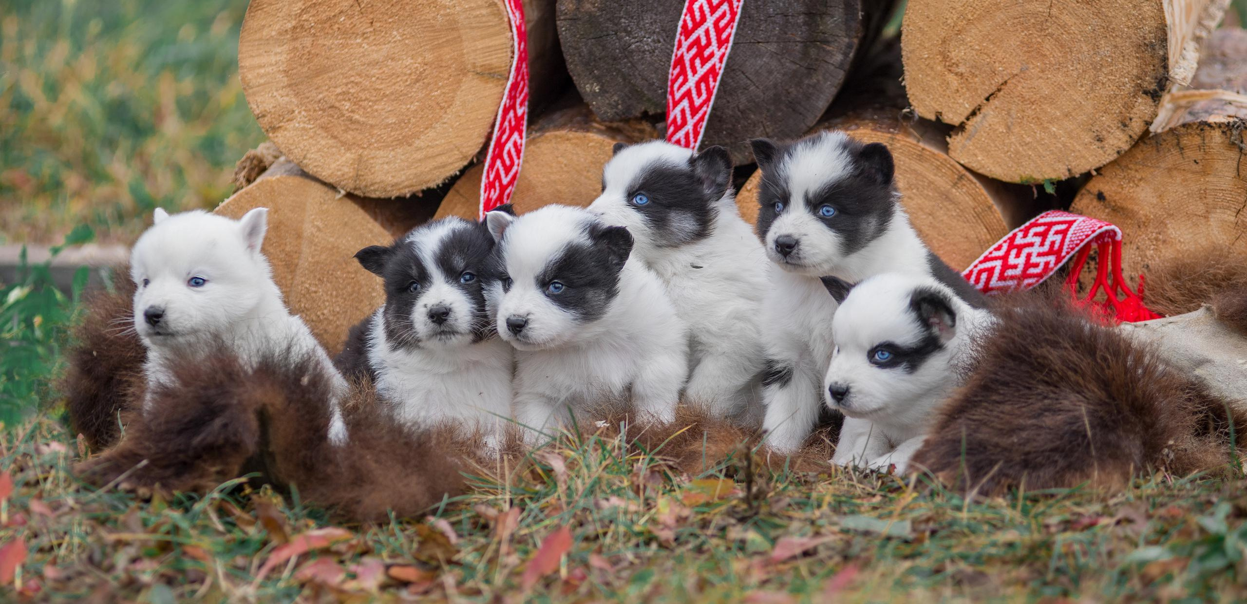Щенки якуты. Осень 2020. Дог-фотограф в Тюмени Александра Королева