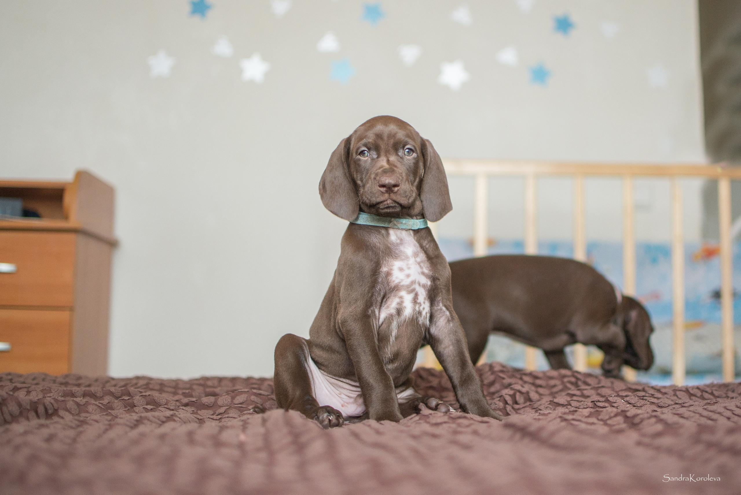 Щенки курцхаара. Весна 2020. Дог-фотограф в Тюмени Александра Королева