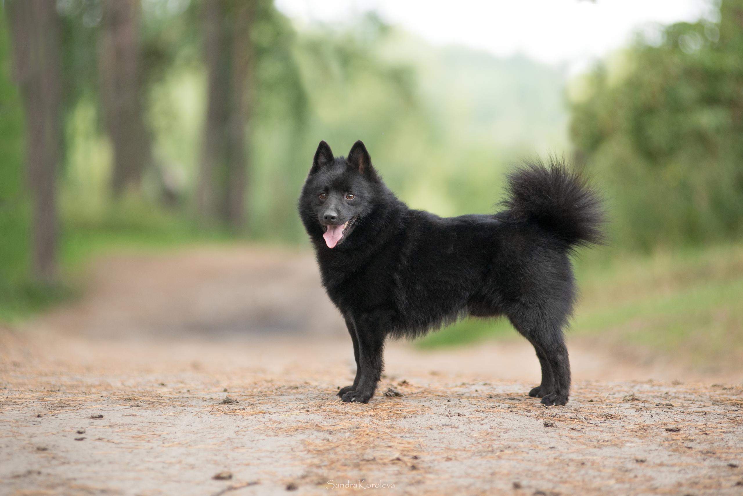 Настоящая овчарка — шипперке. Дог-фотограф в Тюмени Александра Королева