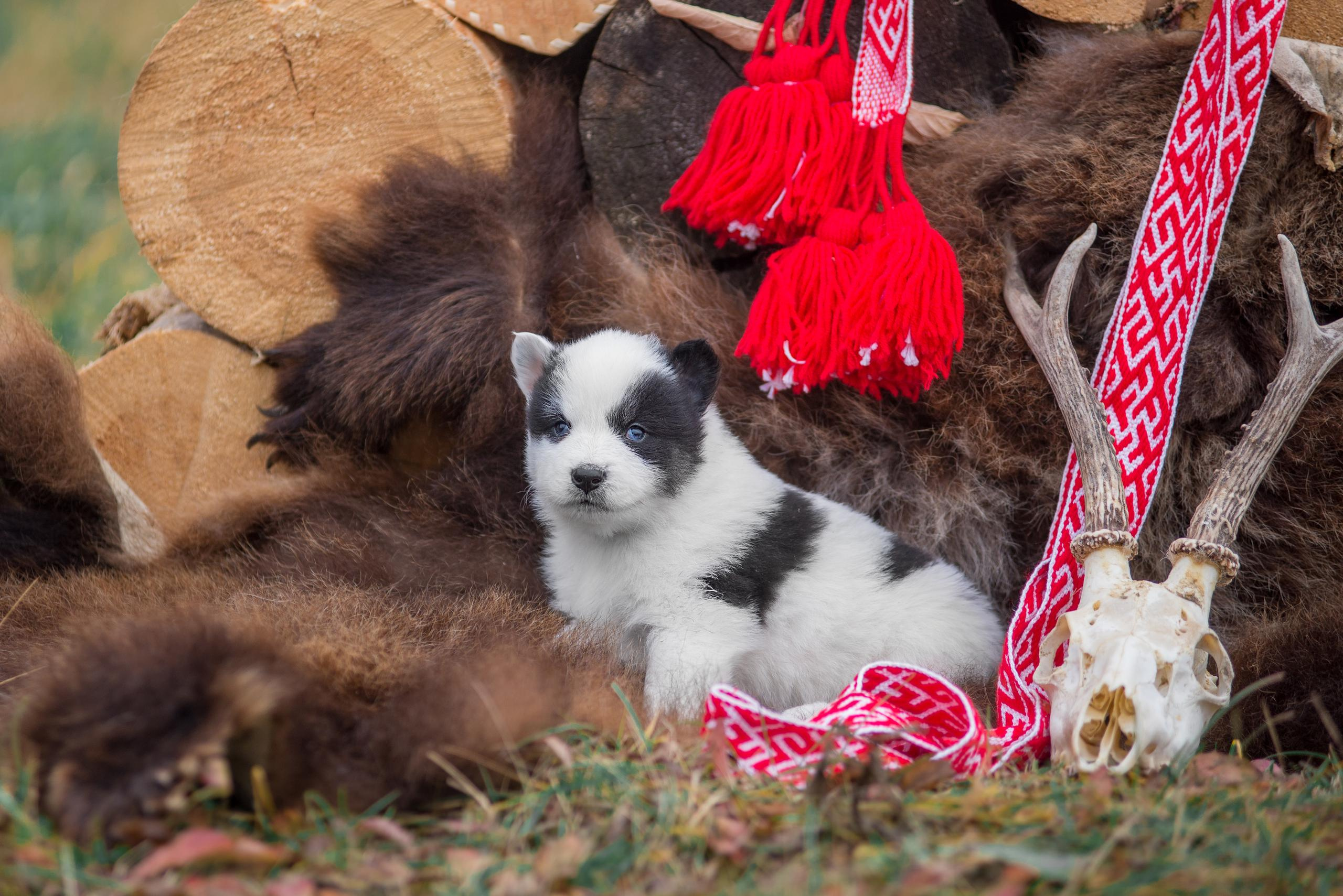Щенки якуты. Осень 2020. Дог-фотограф в Тюмени Александра Королева